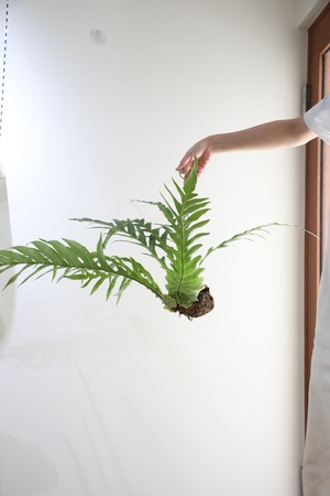 【M】アグラオモルファ コロナンス 苔玉　※ハンギング付き