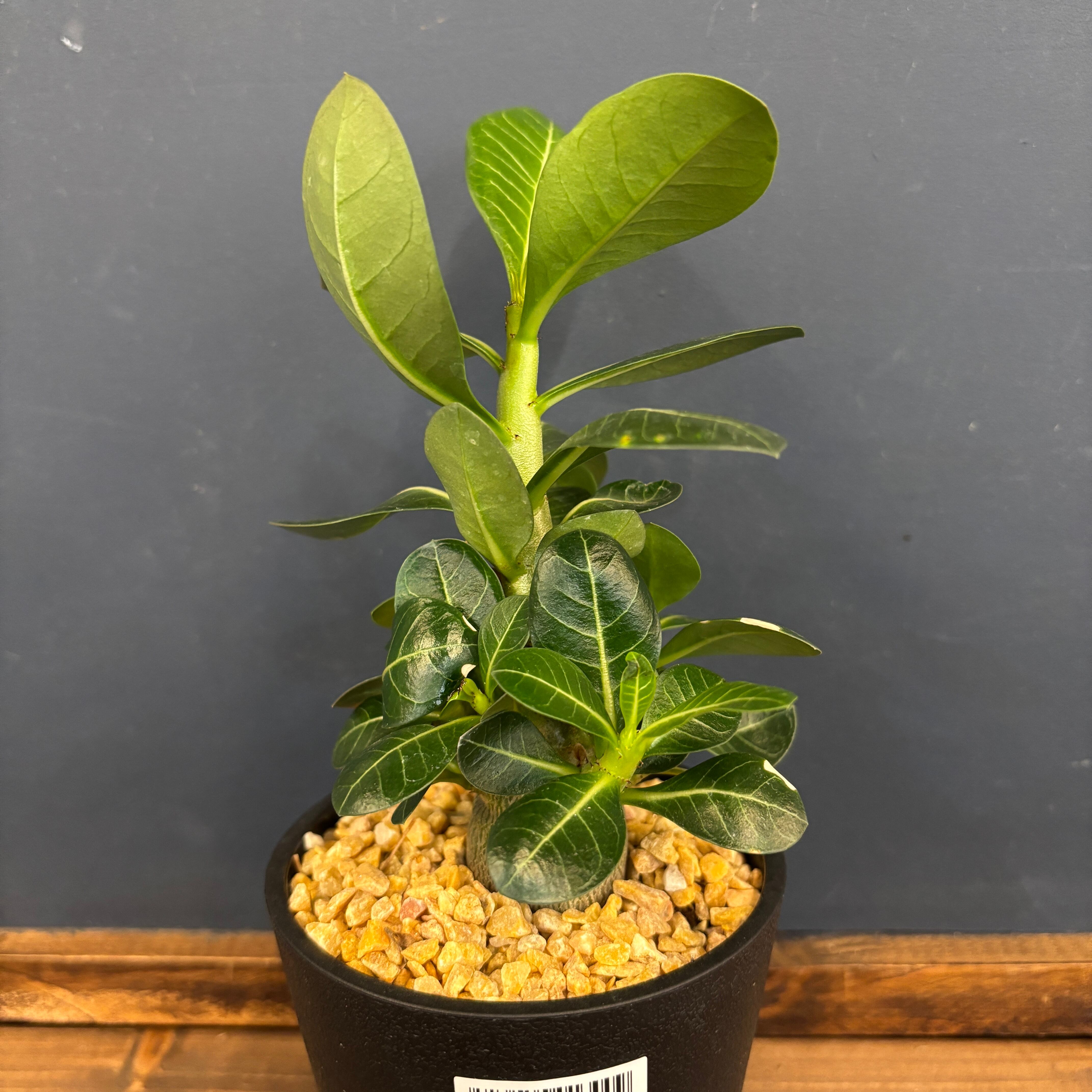 アデニウム アラビカム(アラビクム)【1091】