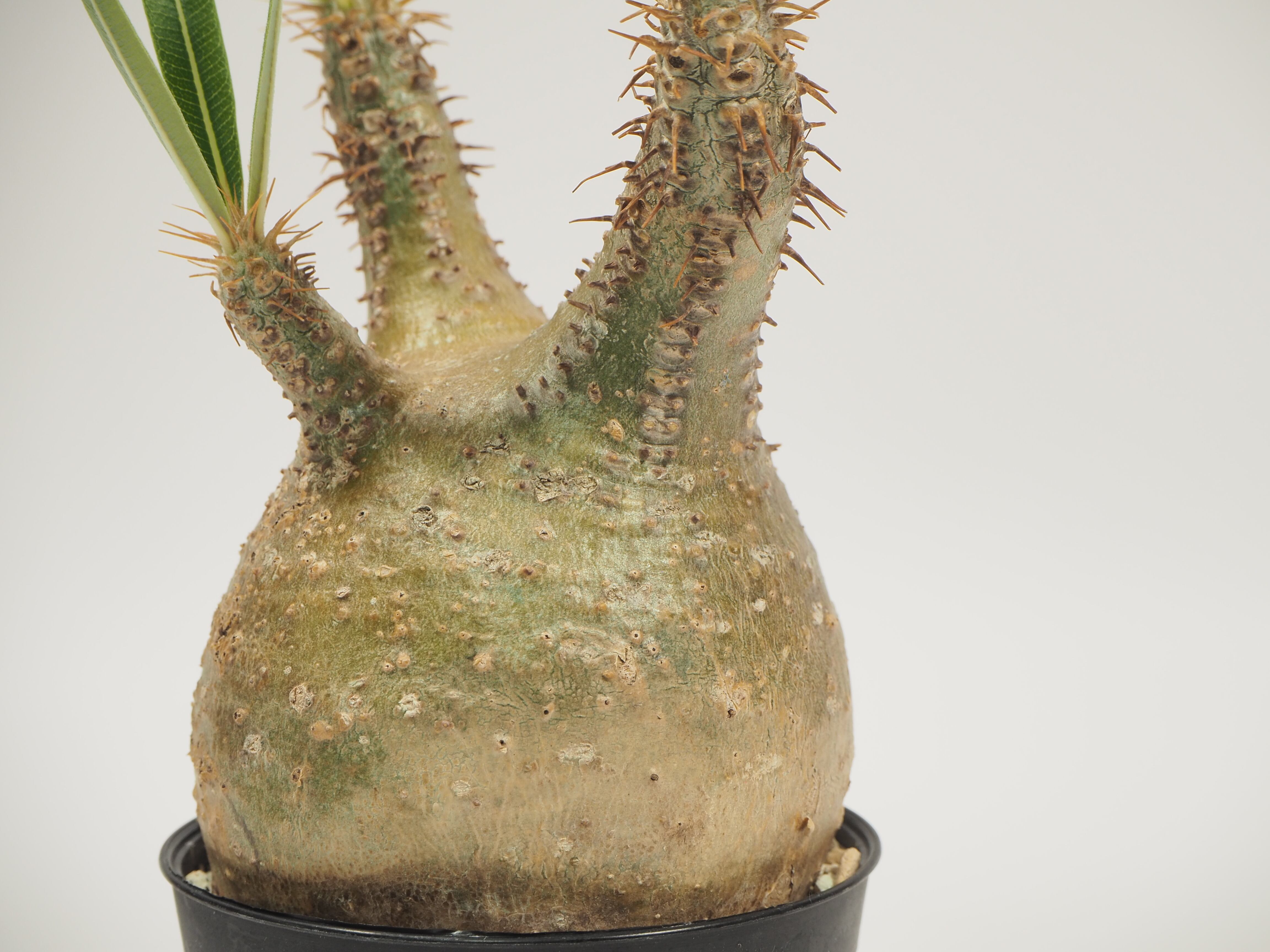 pg-07 Pachypodium gracilius パキポディウム グラキリス
