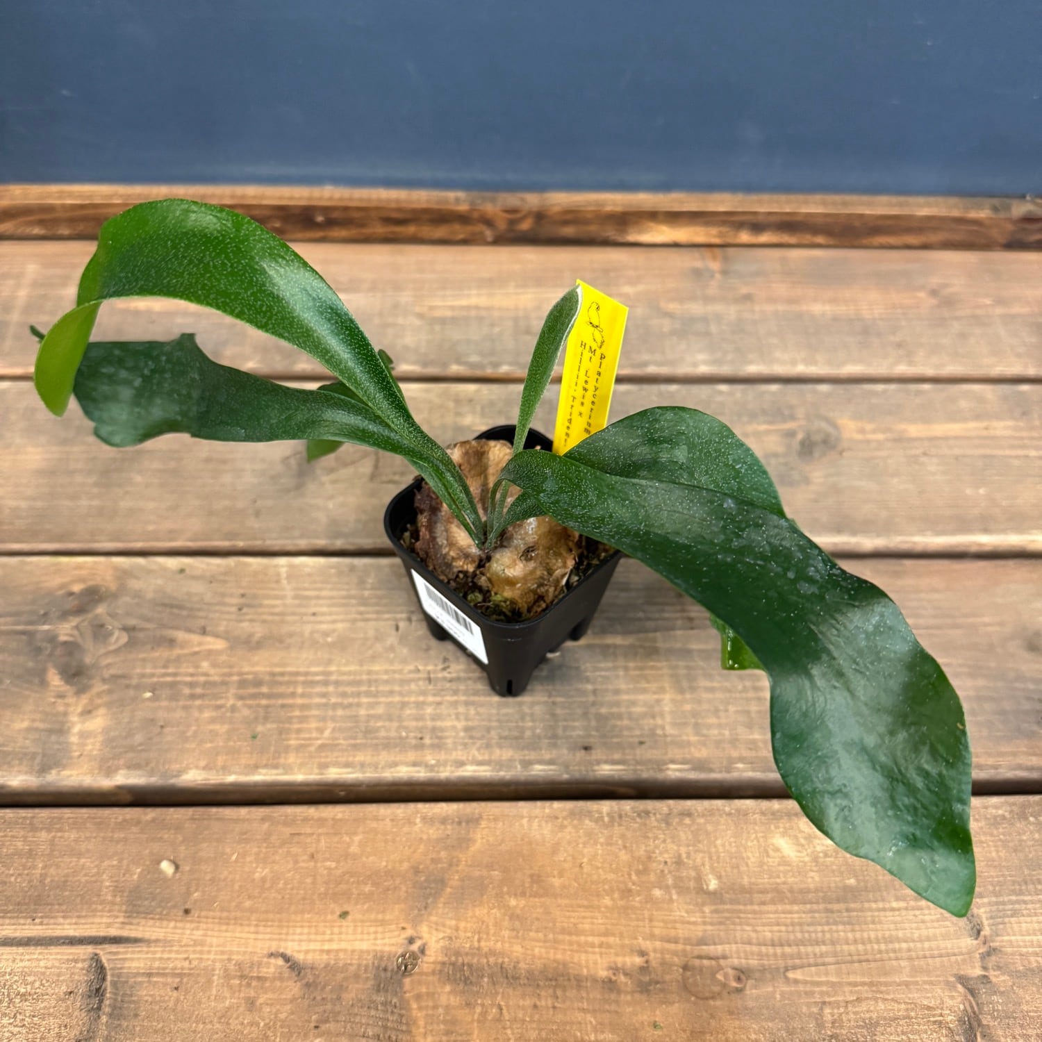 ビカクシダ Platycerium Trident(Mt Lewis × Hillii)【556