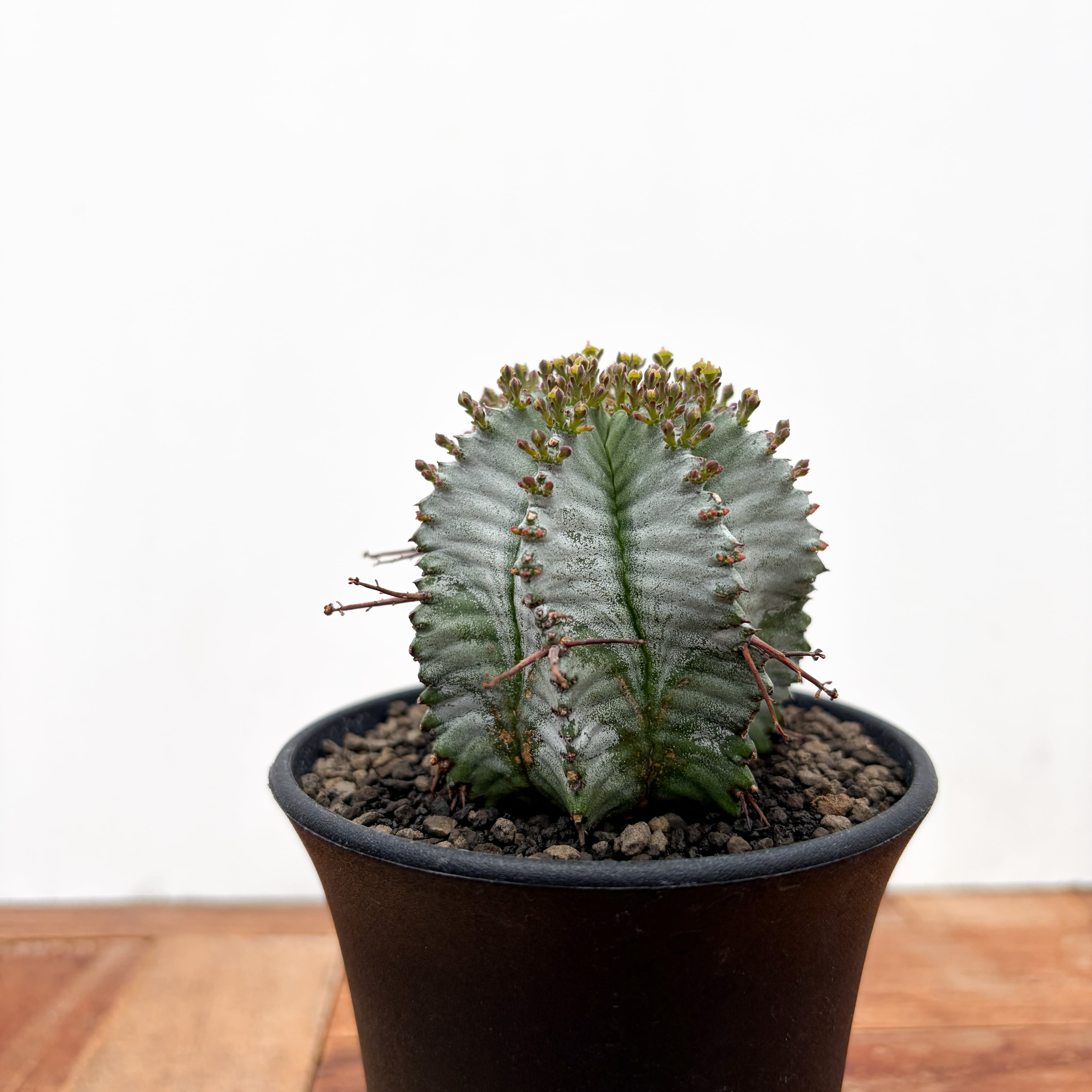 Euphorbia hyb. horrida【ユーフォルビア・玉型白ホリダ】 | RIMO'S