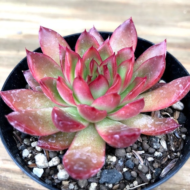 ファビオ Echeveria fabio