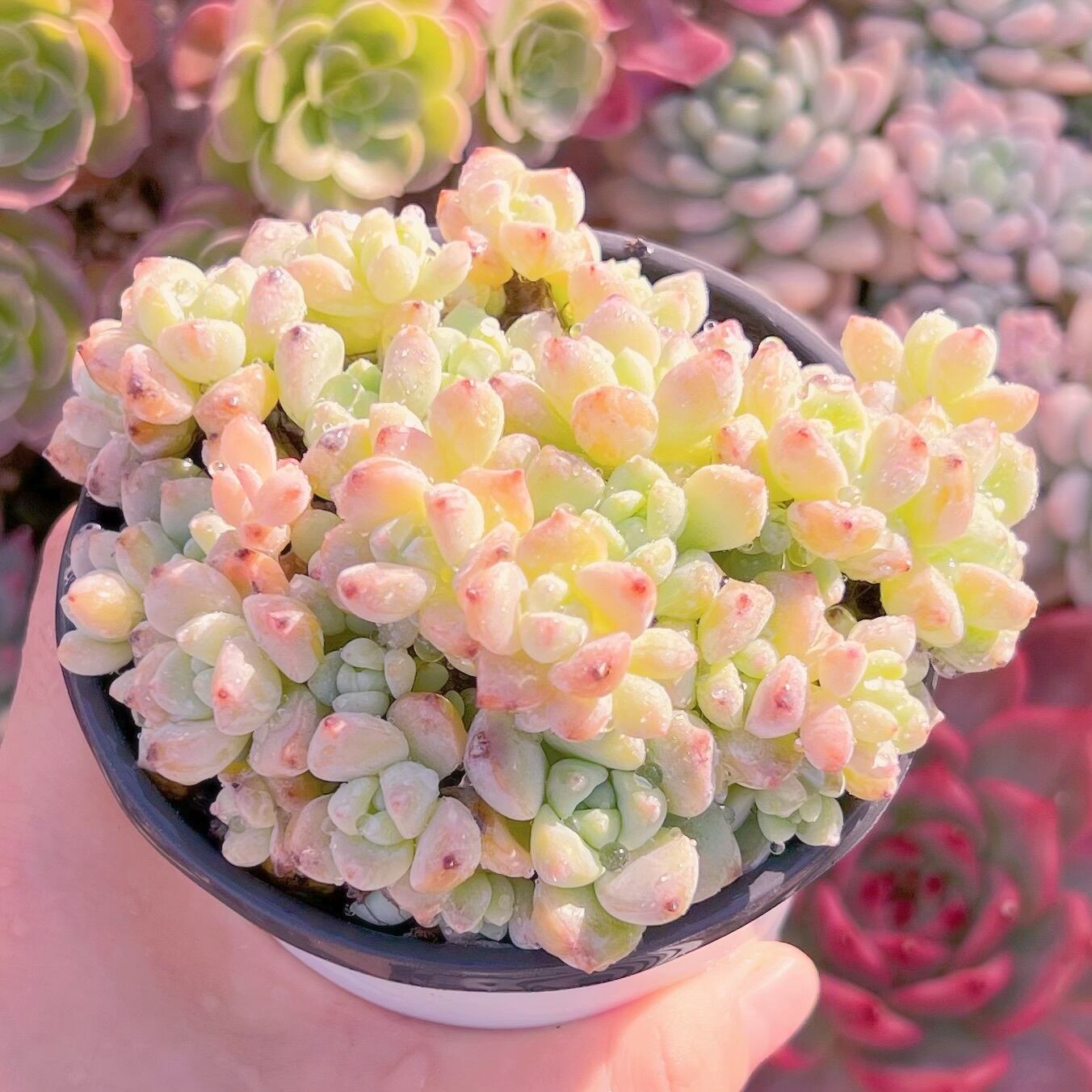 現品　新品種　香姫#3014　新入荷　るる農園