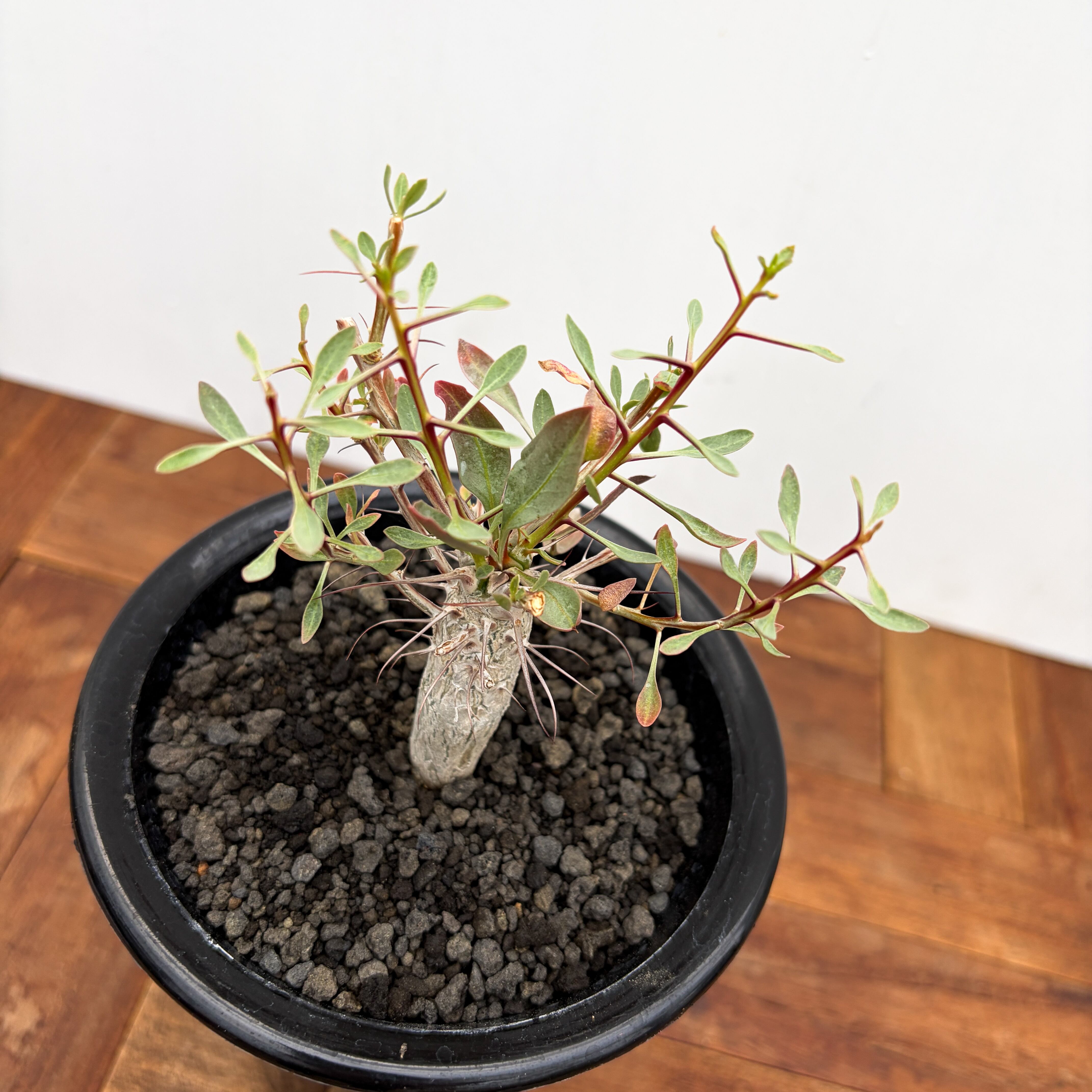 塊根 フォークイエリア 国内実生 コルム 観峰玉 休眠中 抜き苗第4種 Fouquieria columnaris【フォークイエリア・コルムナリス・観峰玉
