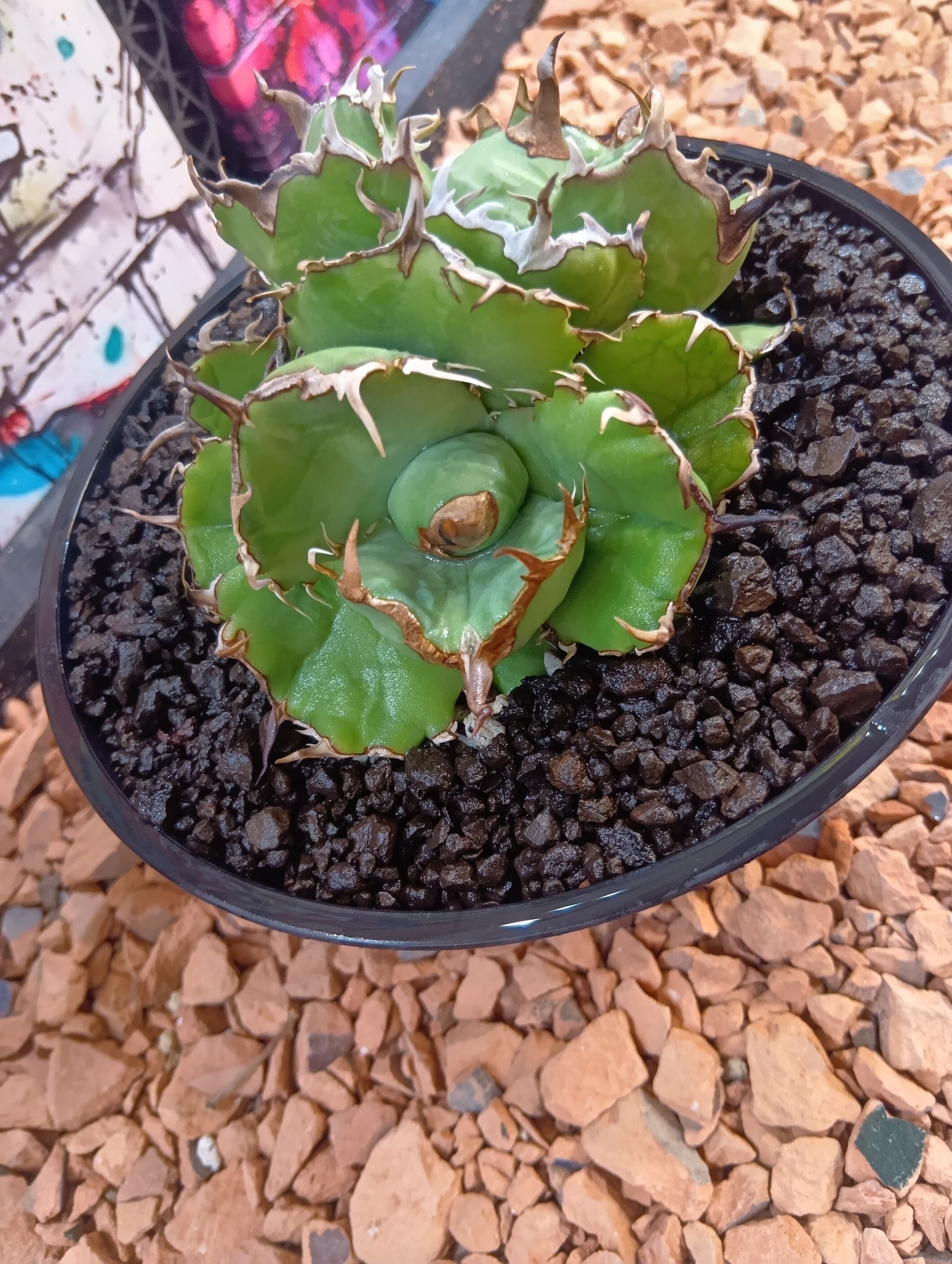 Agave titanota 双頭 No name | Buenaplant