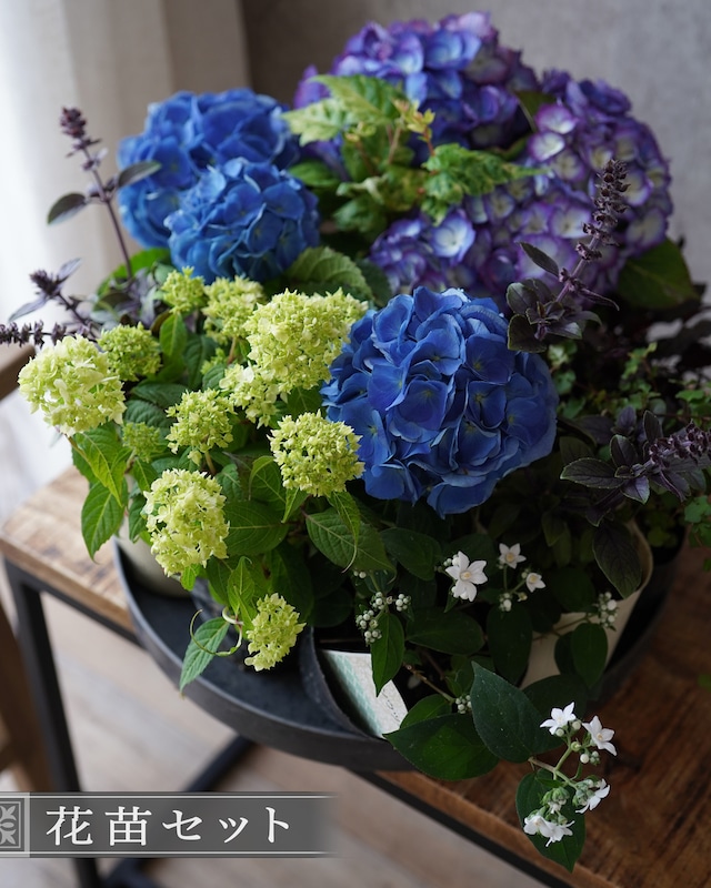 【花苗セット】青いアジサイとビターカラーのリーフミニ花苗セット