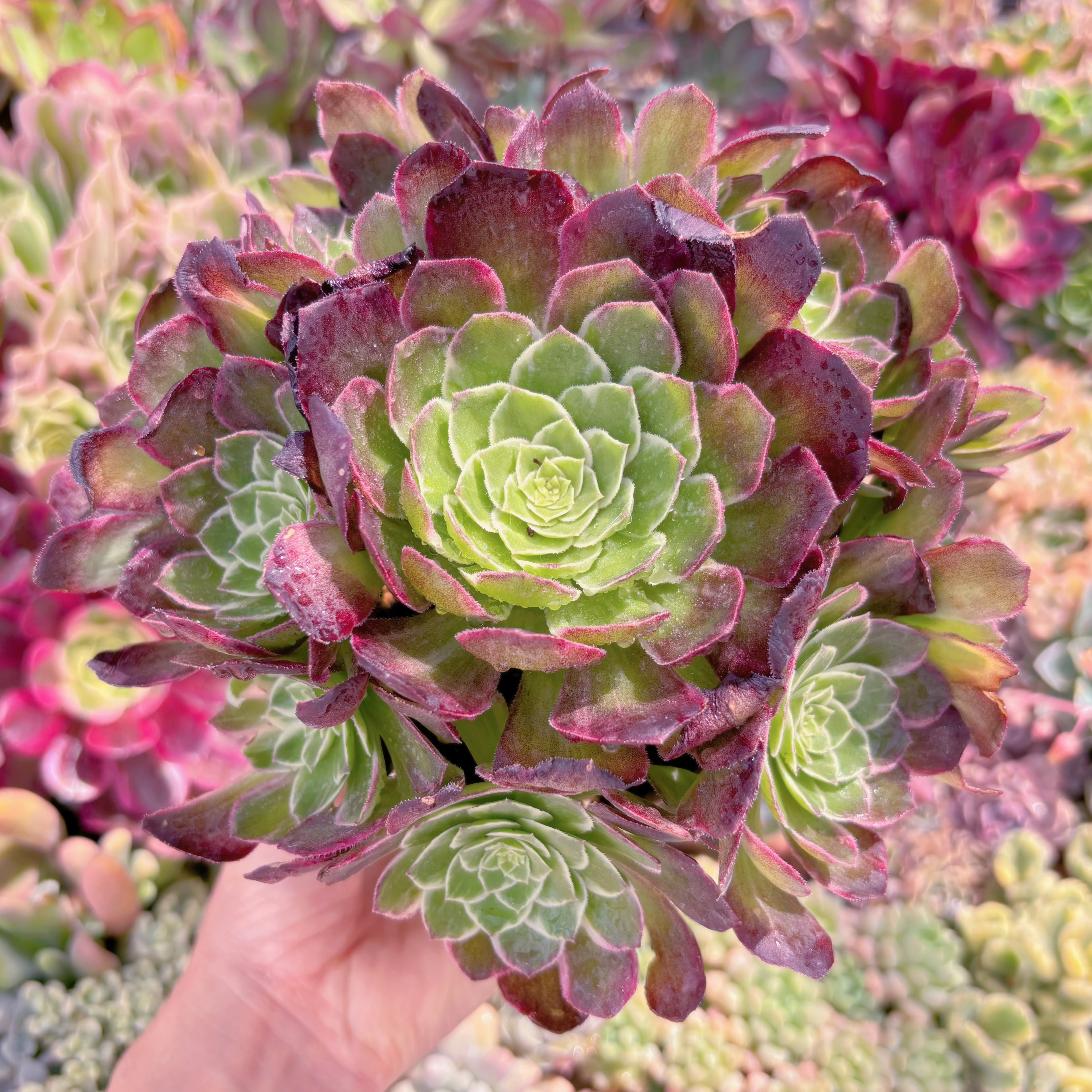 現品　Kaleidoscope#672　特大群生　るる農園