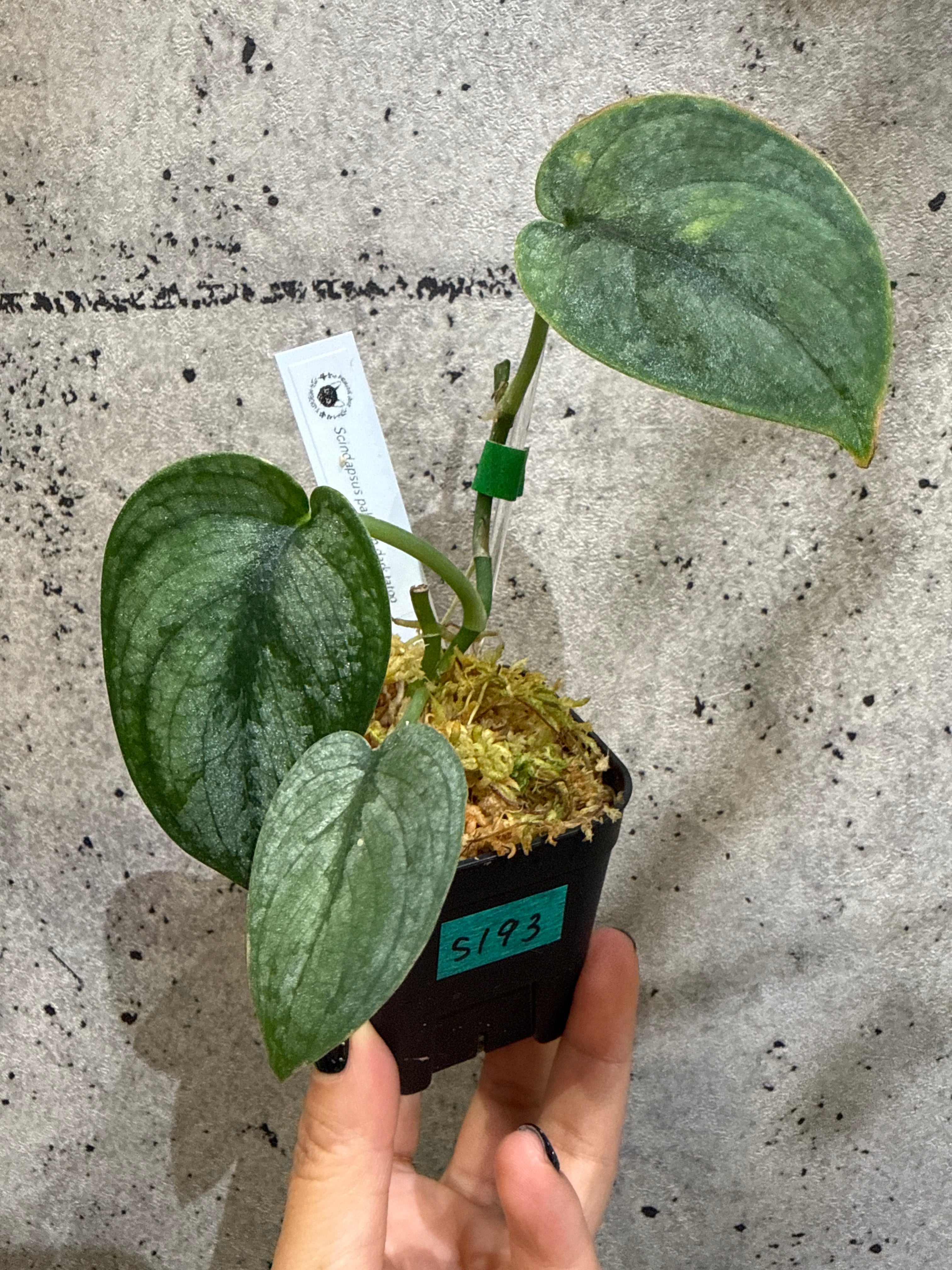 ホヤ ラクノーサ ブルーノ | MIDORIYA 観葉植物専門店