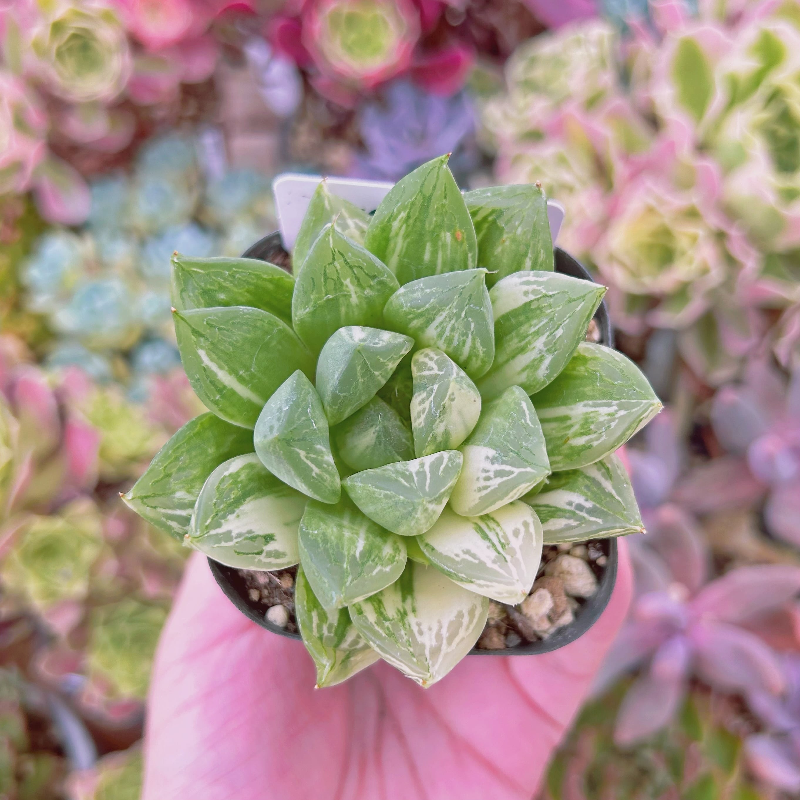 #067現物　多肉植物　宝草錦　抜き苗