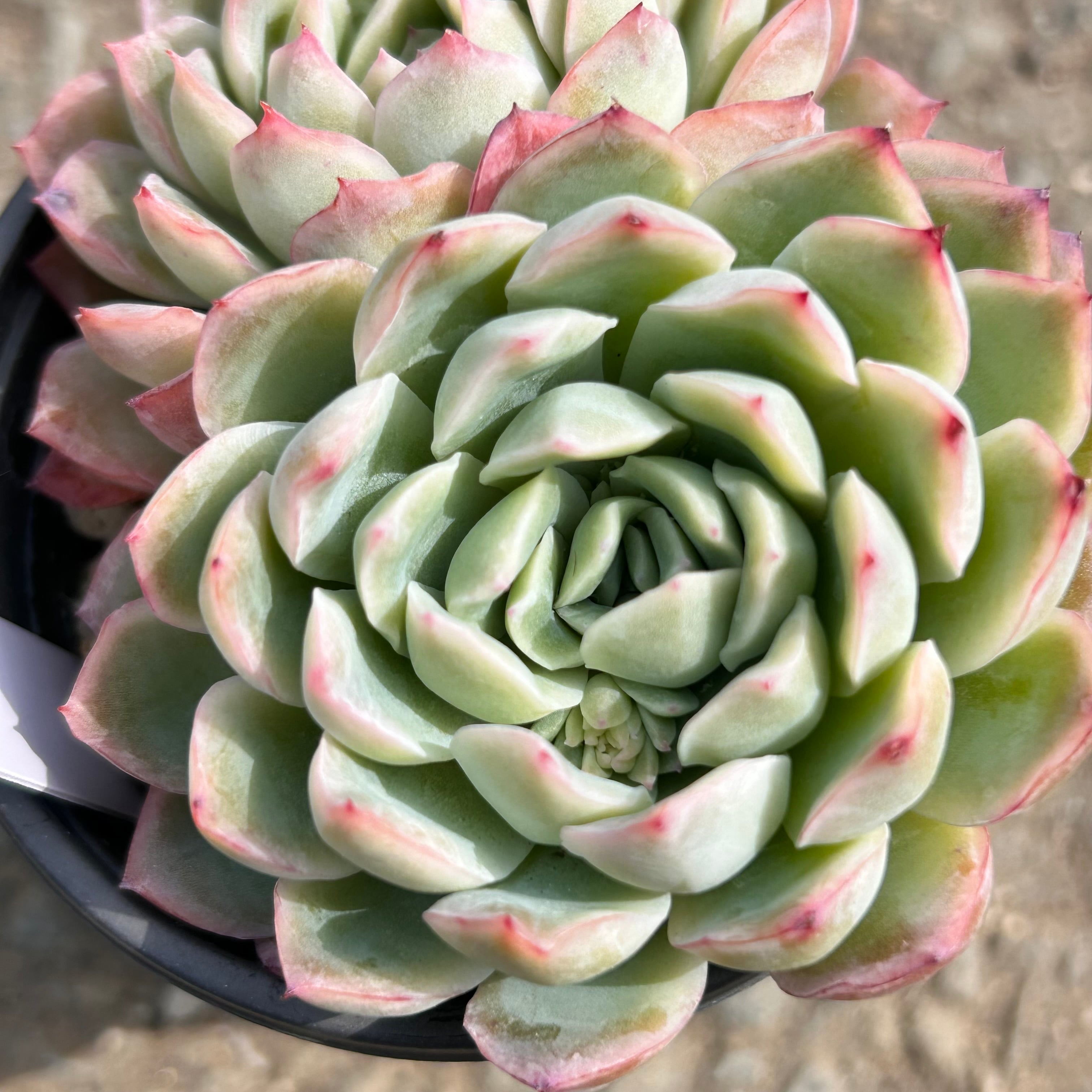 RuPo 多肉植物専門店 RuPo 多肉植物専門店