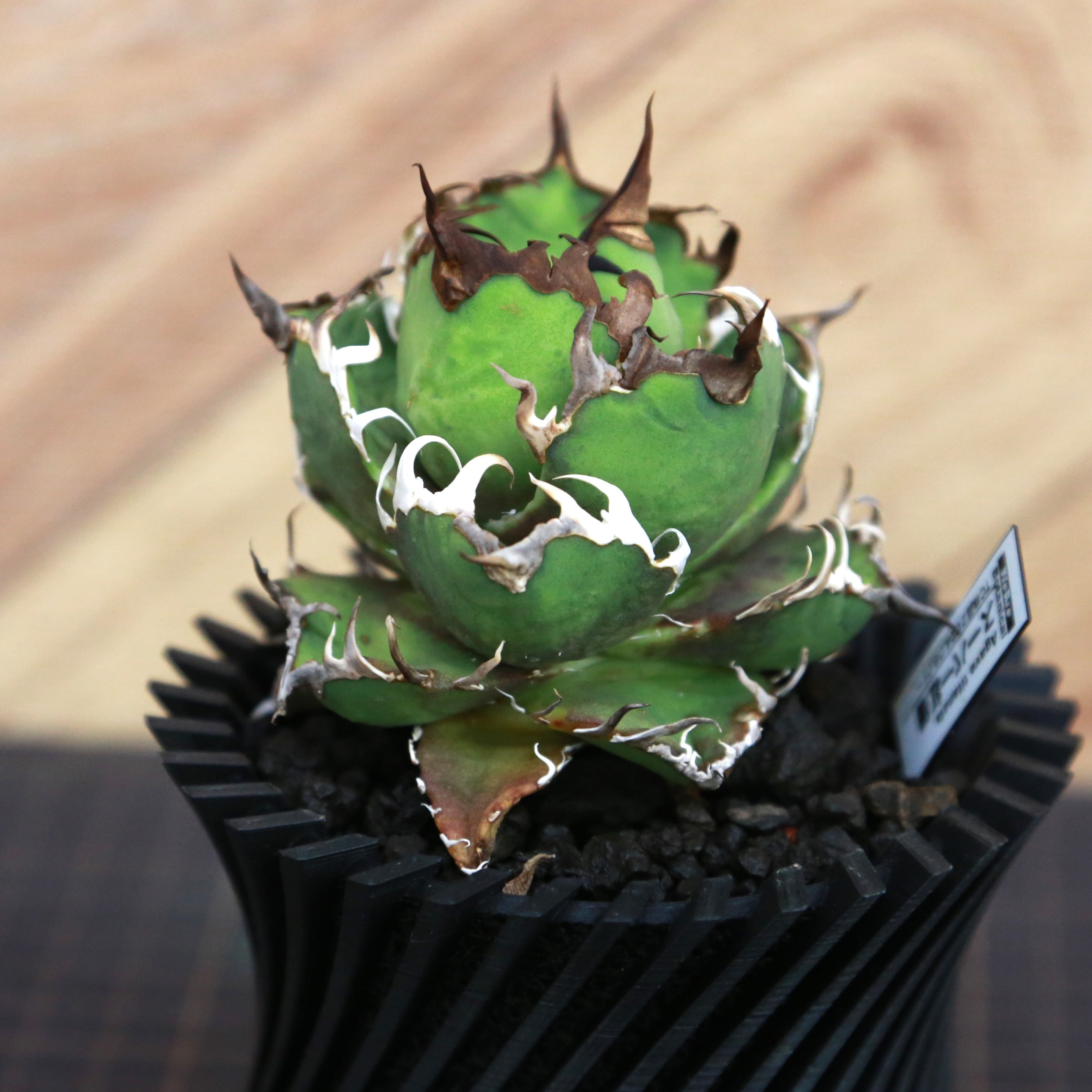 Agave Titanota Super Red Catweezle アガベ チタノタ スーパーレッド