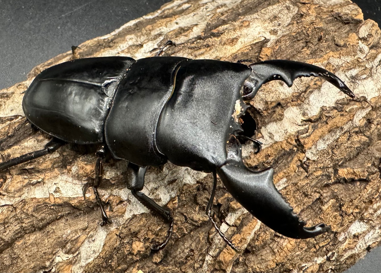 【WD】《スマトラオオヒラタ アチェ産 84mm ペア》