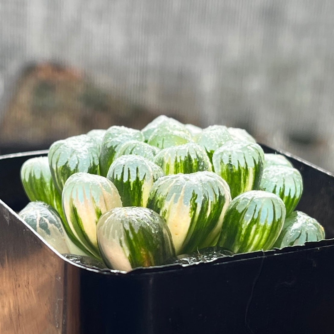 20AAA ハオルチア 多肉植物 紅岩オブツーサ錦糊斑 自家繁殖