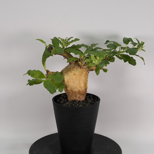 F48 セサモタムナス ブッセヌス 発根済み 現地球 タンザニア産