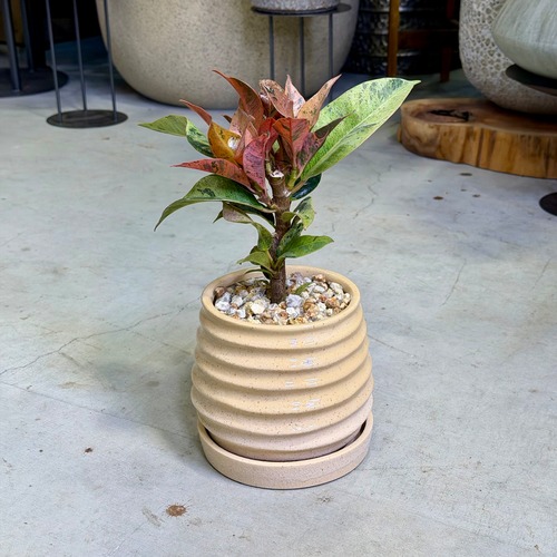 フィカス・ジン