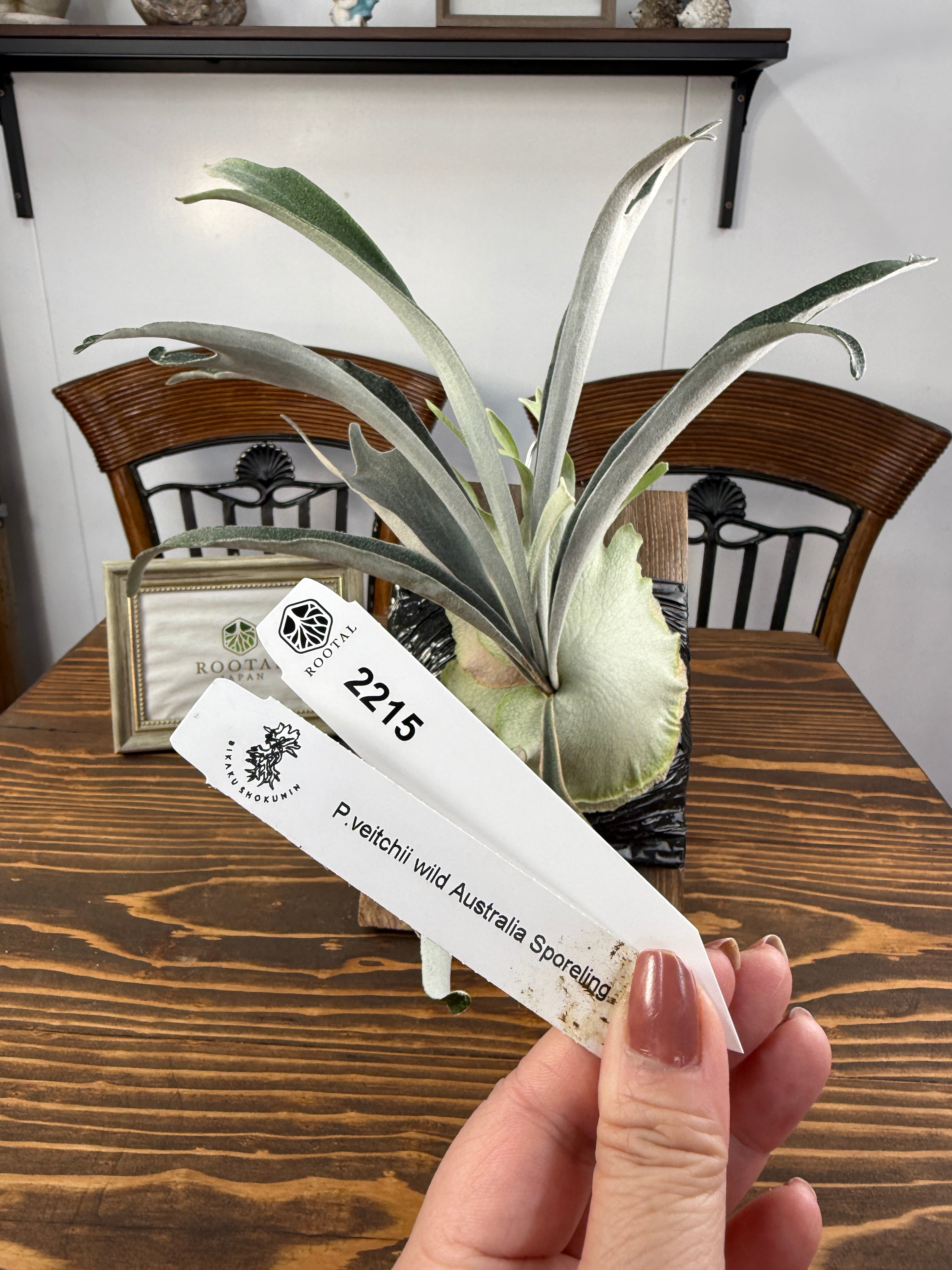 ビカクシダ | ROOTALPLANTS