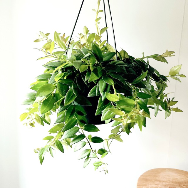 《初入荷》エスキナンサス カロインプルーブ 観葉植物 calm cafe