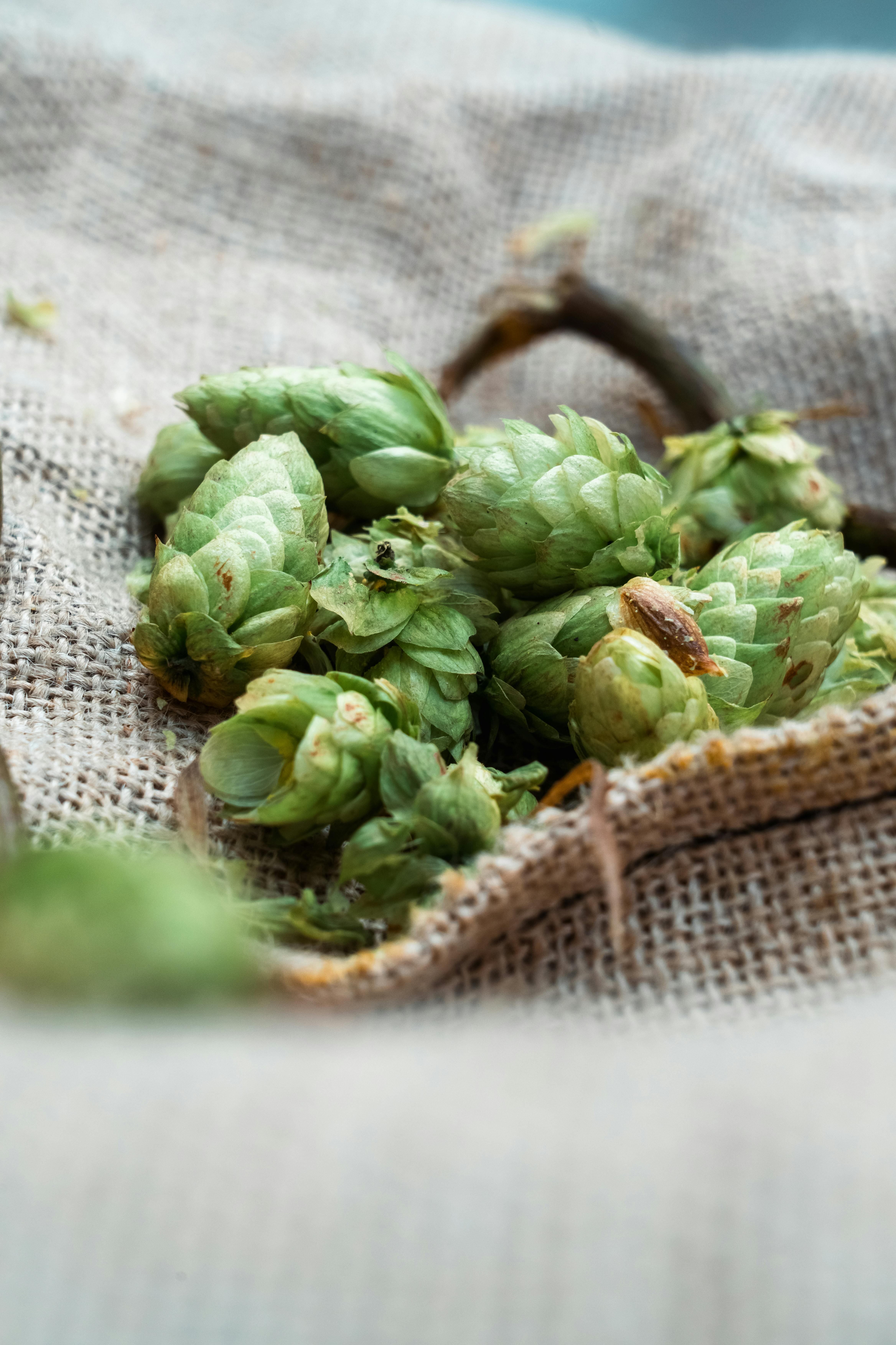 or HOP – CASCADE –（100ml）｜無添加・クラフトホップシロップ | or