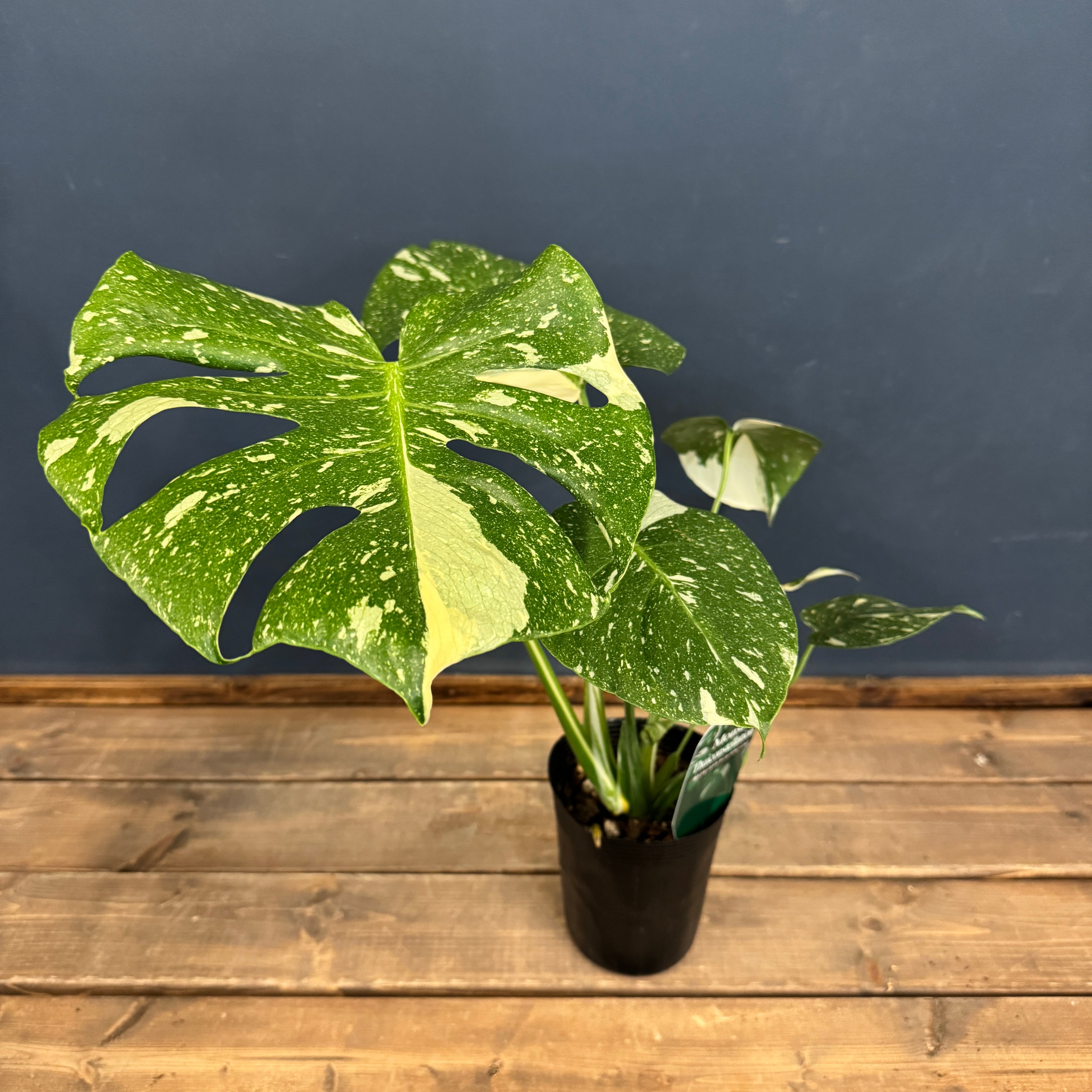 モンステラ タイコンステレーション【565】 | PROTOLEAF プロトリーフ