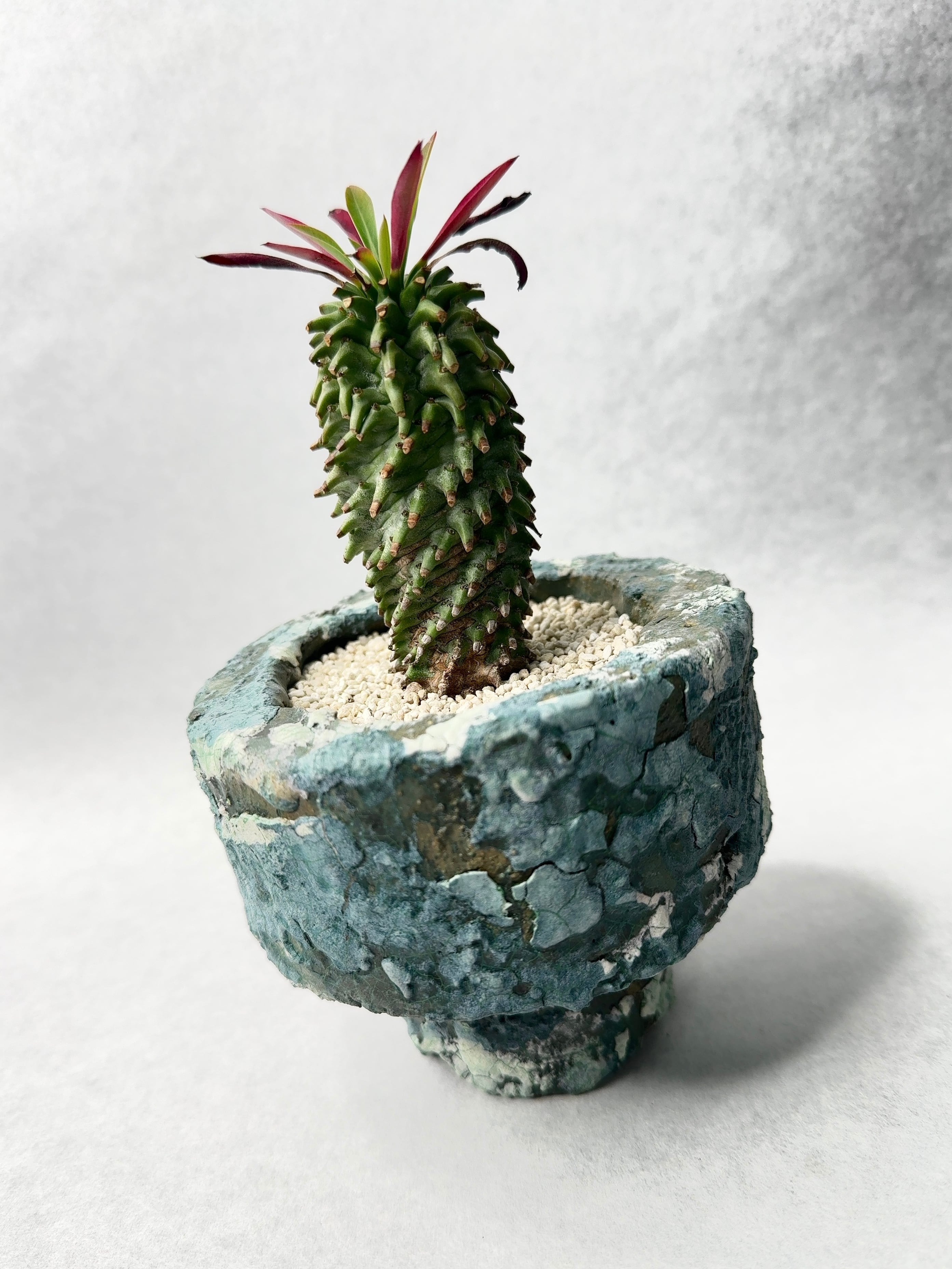 ユーフォルビア・安曇野鉄甲 | trigger