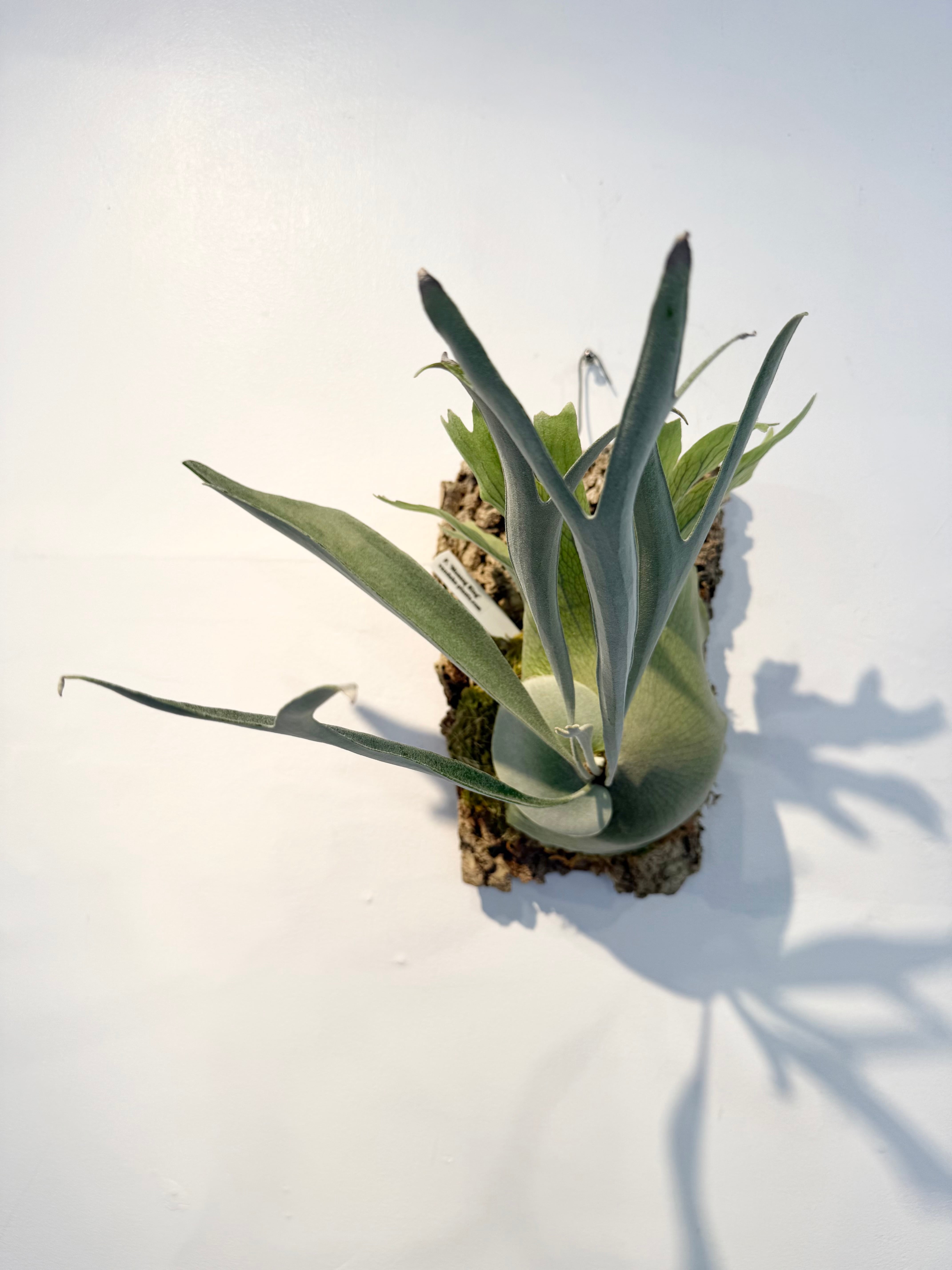 Platycerium_ビカクシダ | vandaka plants