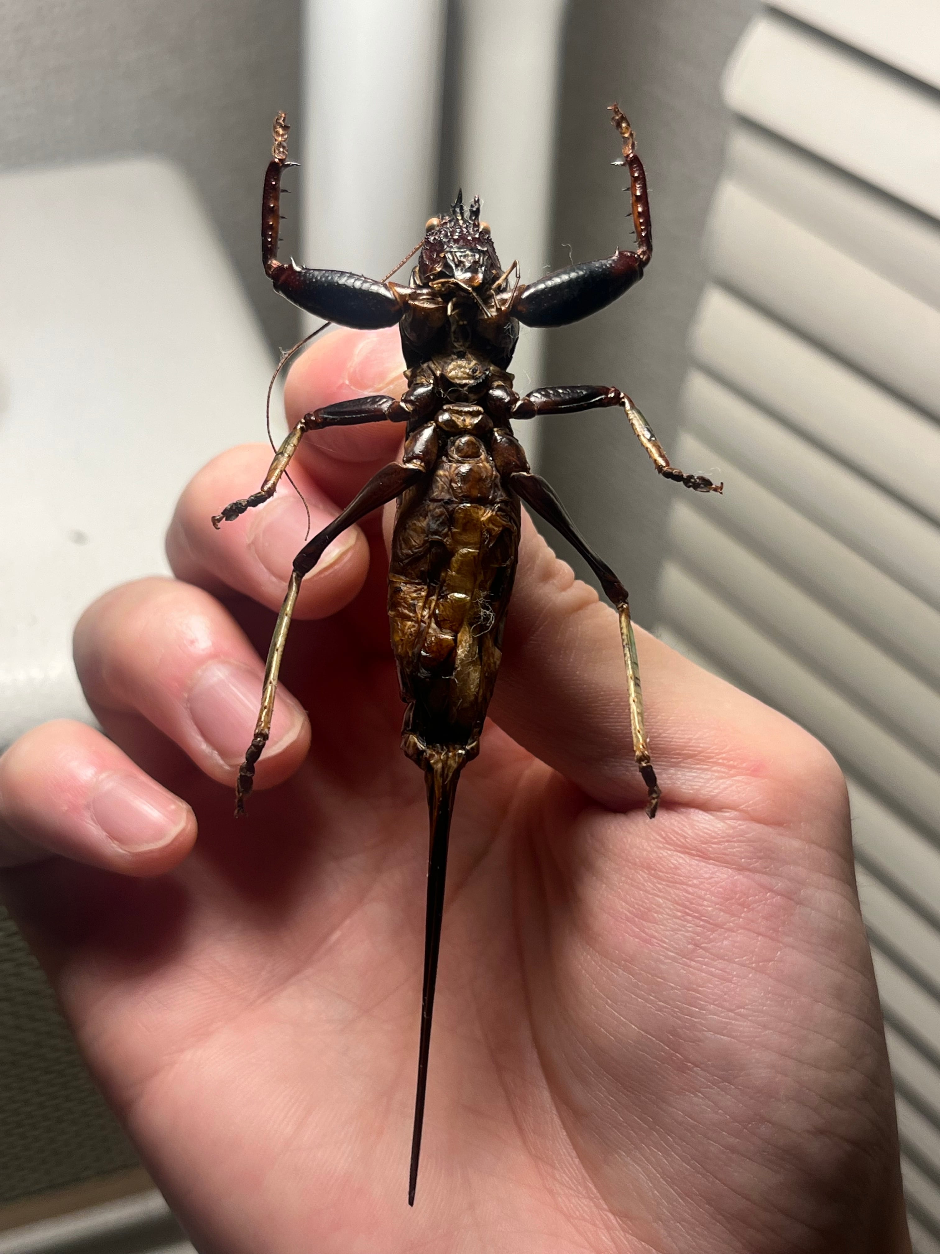 特大美脚】マッチョキリギリス♀ コロギス リオック ロブスター