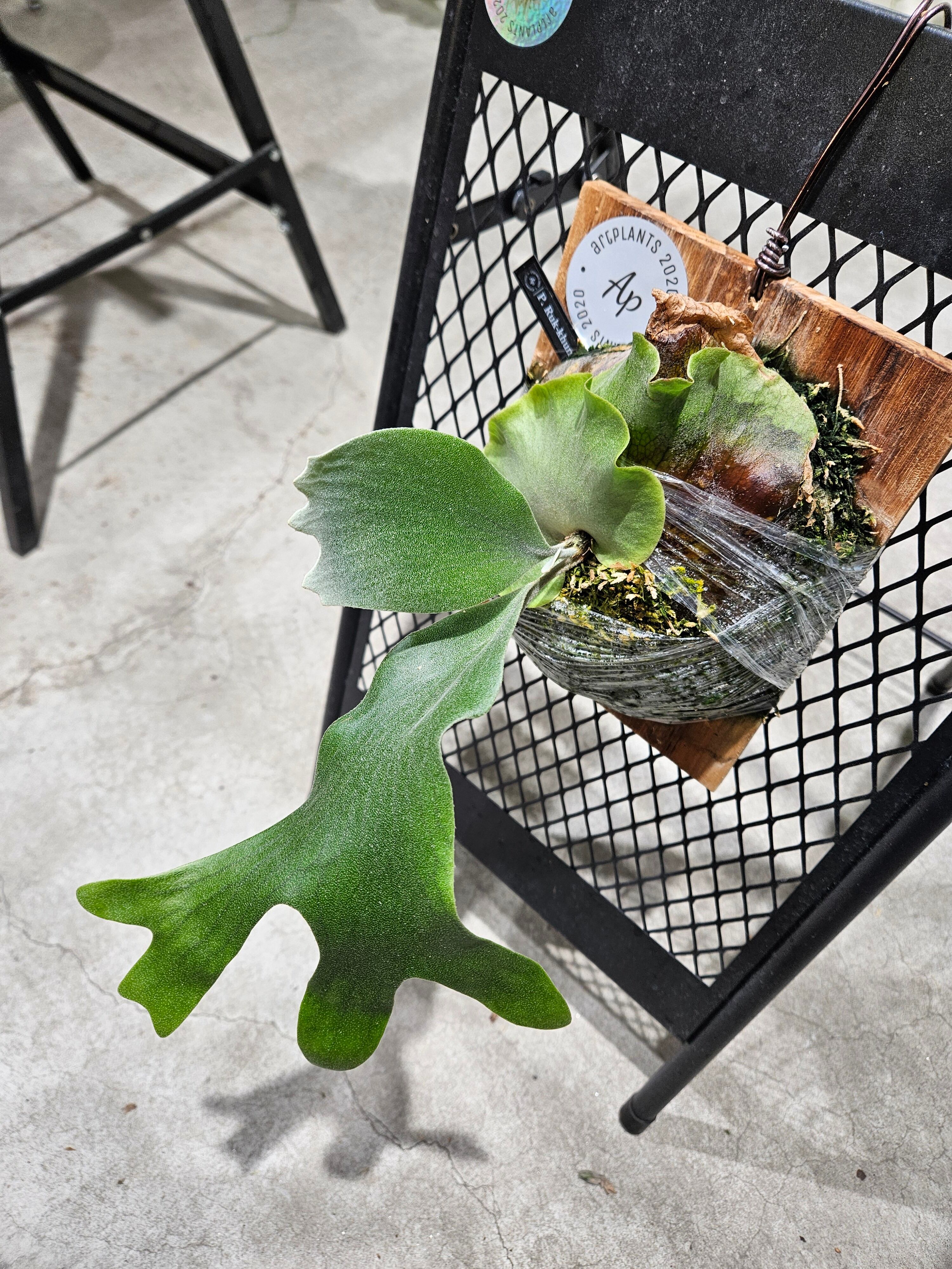 Platycerium【Group-WV】タグ付き P.Ruk-khun【artPLANTs/PLANTS GARAGE】ビカクシダ/Platycerium