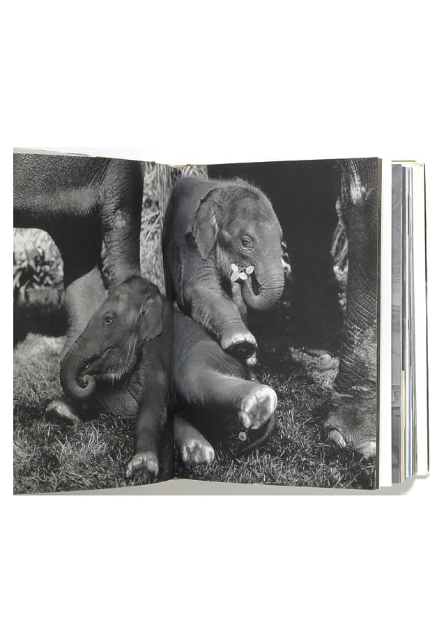 THE CHOP SUEY CLUB ブルース・ウェーバー The Chop Suey Club ブルース・ウェーバー写真集(Bruce Weber ブルース