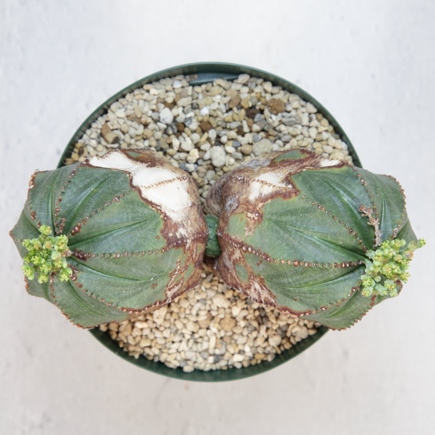 メス株 最大幅 約14cm ダブルヘッド オベサ / ユーフォルビア