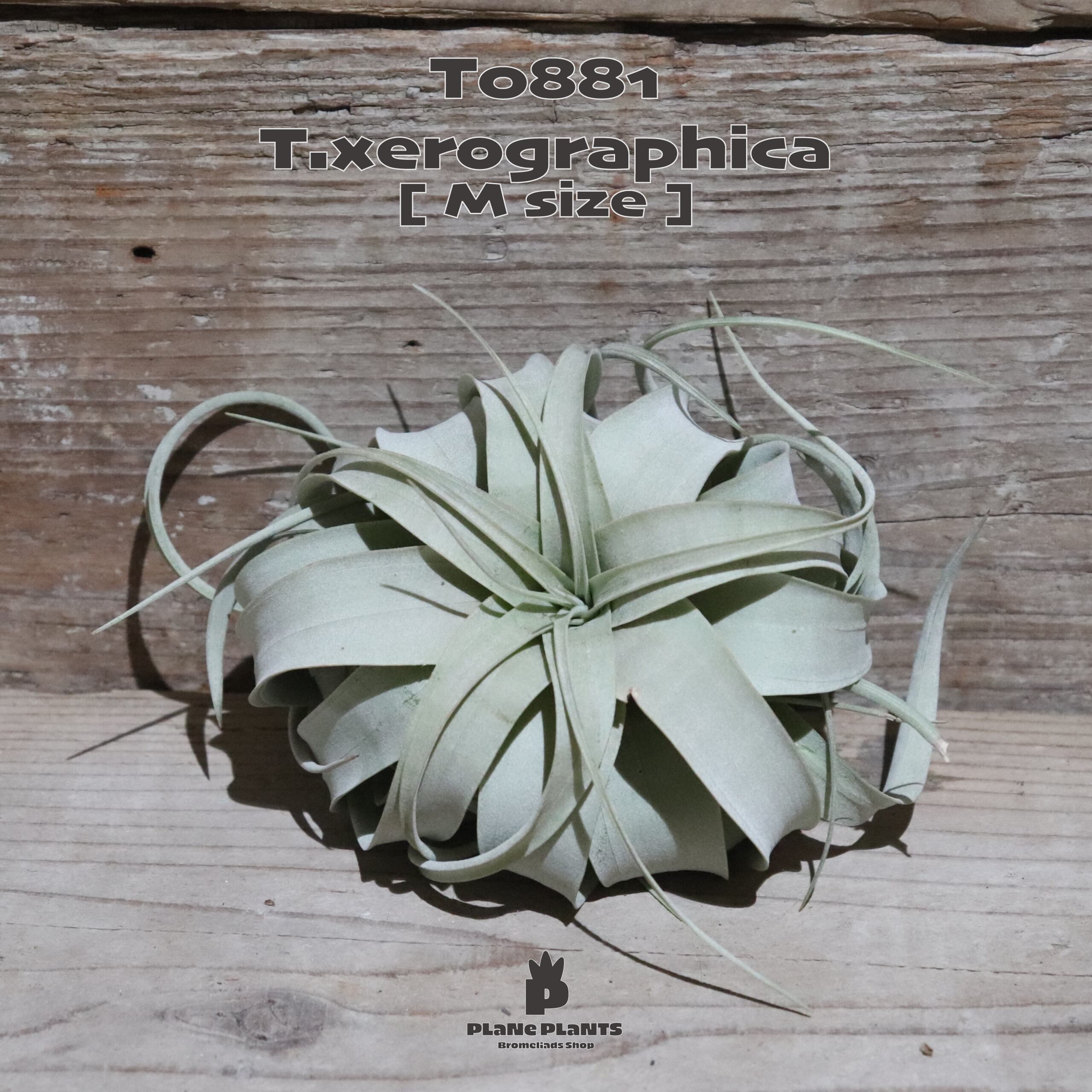 【送料無料】キセログラフィカ M〔エアプランツ〕現品発送T0881