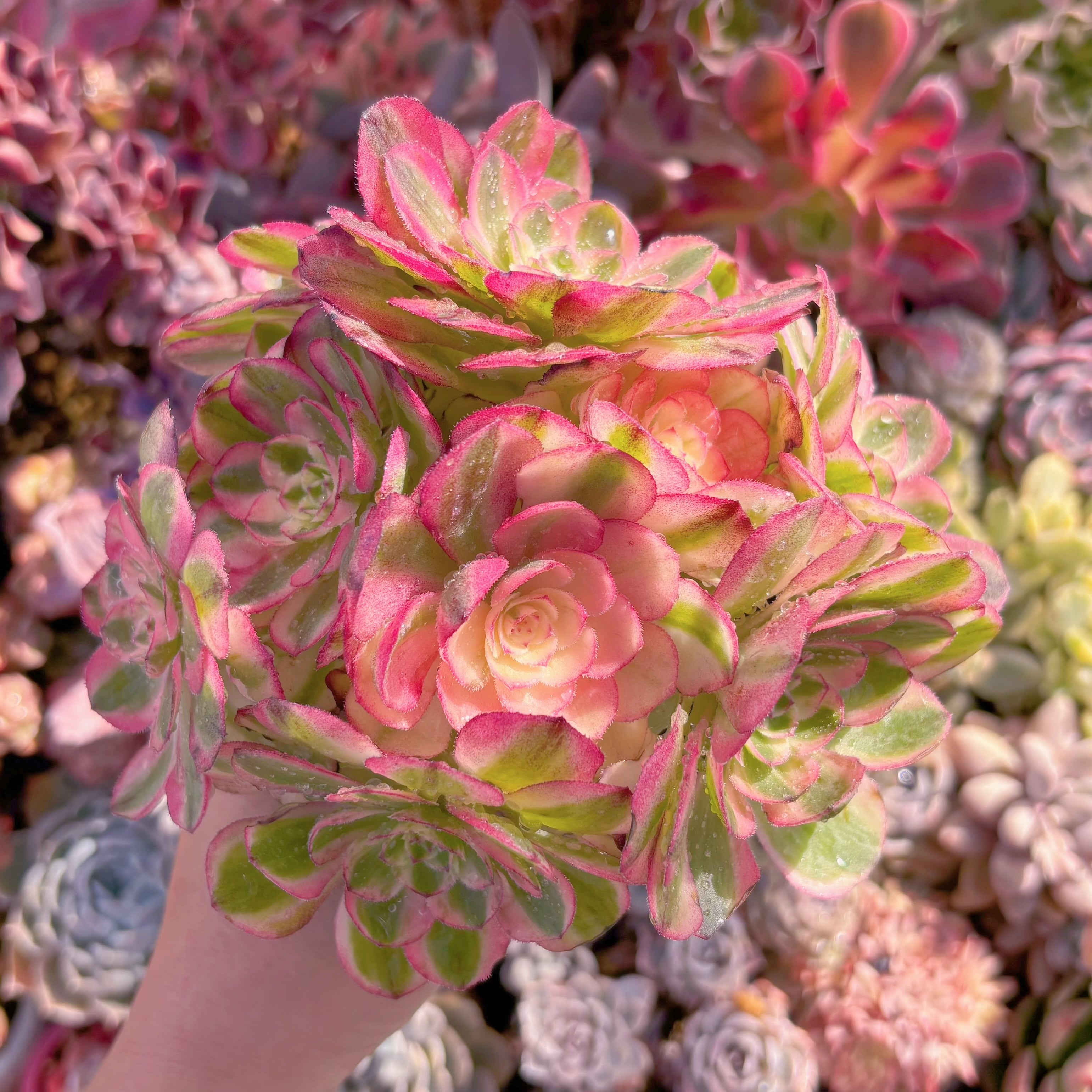 多肉植物　ハロウィン白錦　大群生　るる農園