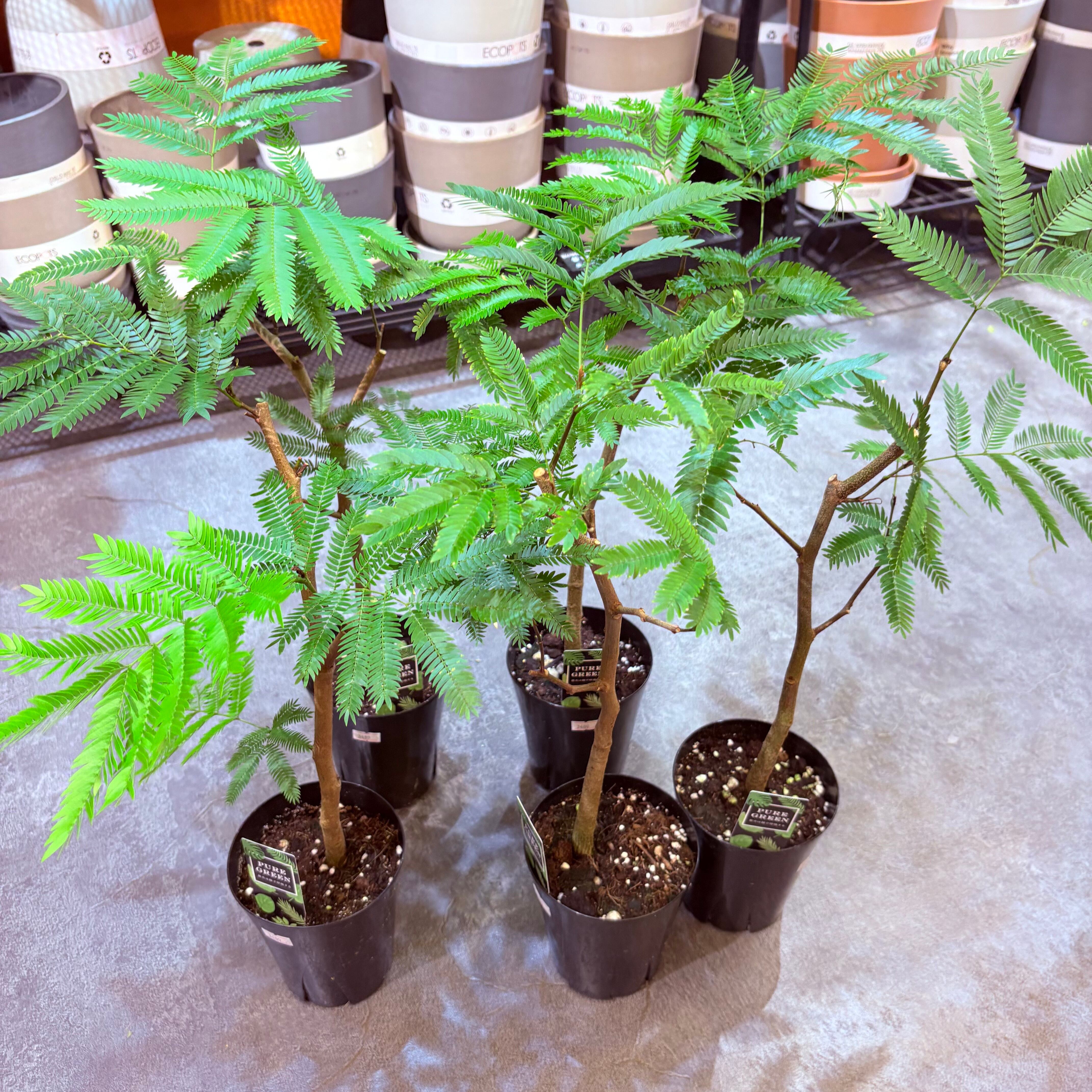 エバーフレッシュ 4号 | Green Vibes 宇都宮市の観葉植物専門店