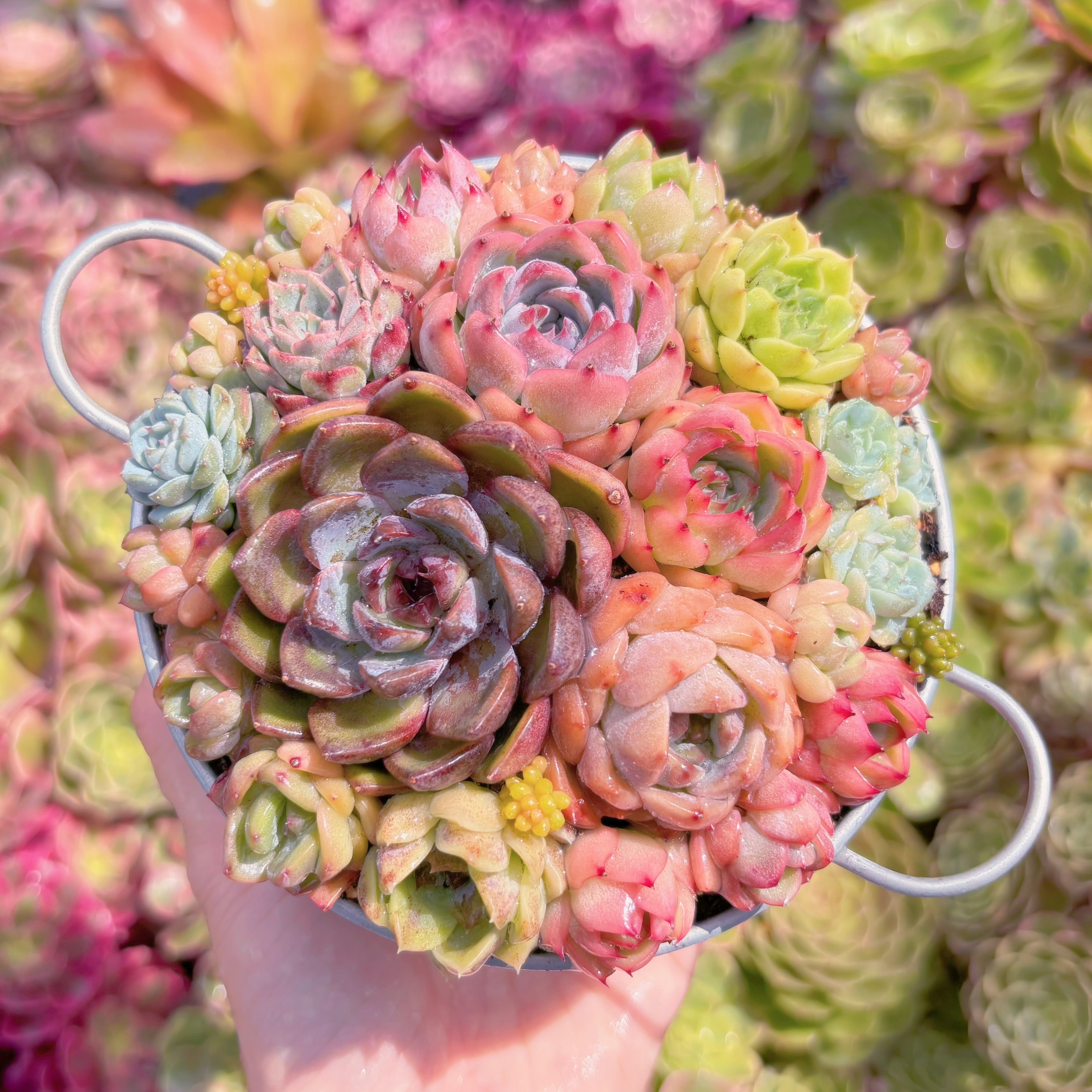 現品 寄せ植えセット#K537 るる農園 | るる農園~多肉植物専門