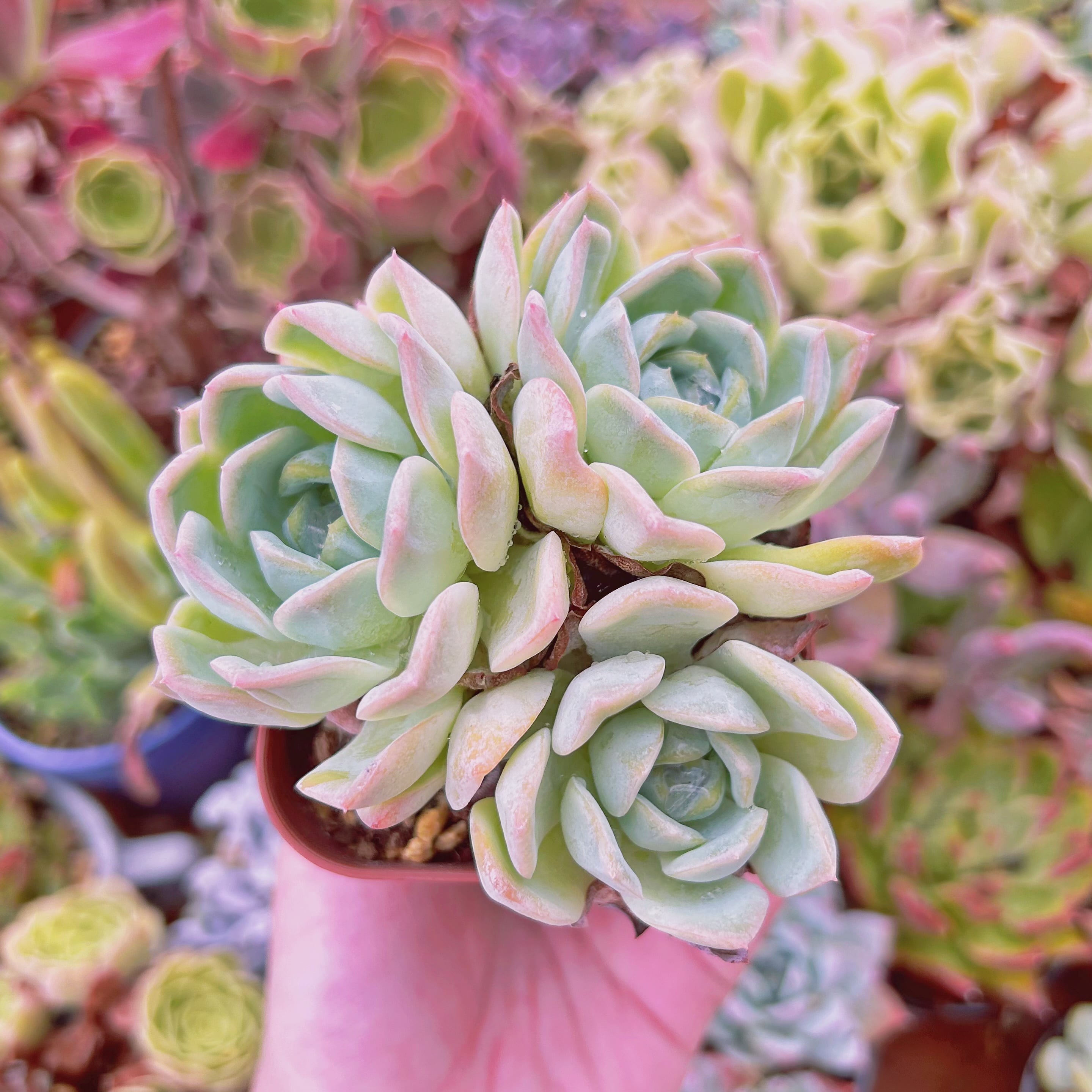 現物　多肉植物　ロンリースター　特大　抜き苗　