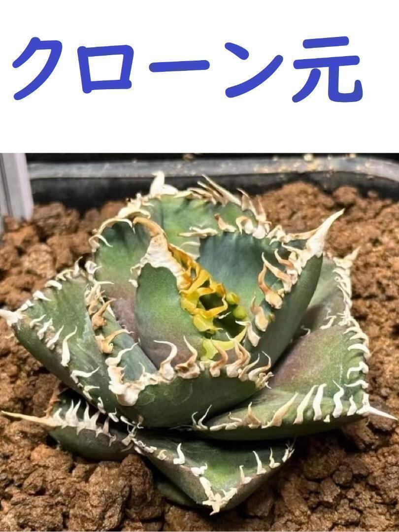 アガベチタノタ金剛子株わしゃわしゃタイプ7 アガベチタノタ金剛子株わしゃわしゃタイプ7