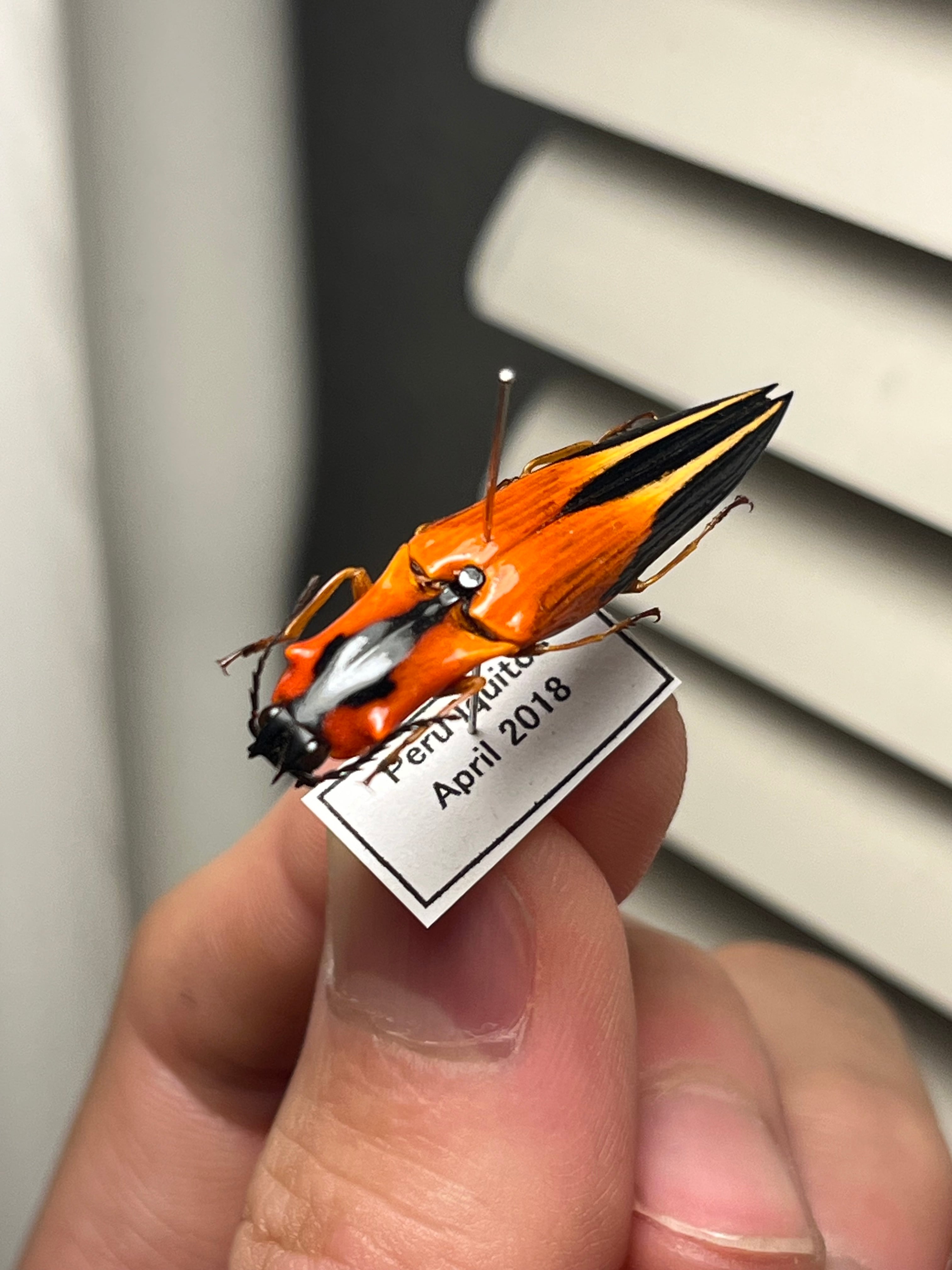 38mm】アングラトゥスミカドコメツキムシ フェラーリコメツキムシ甲虫