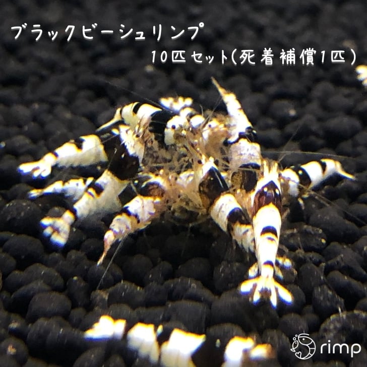 ブラックビーシュリンプ 10匹 + 死着補償1匹