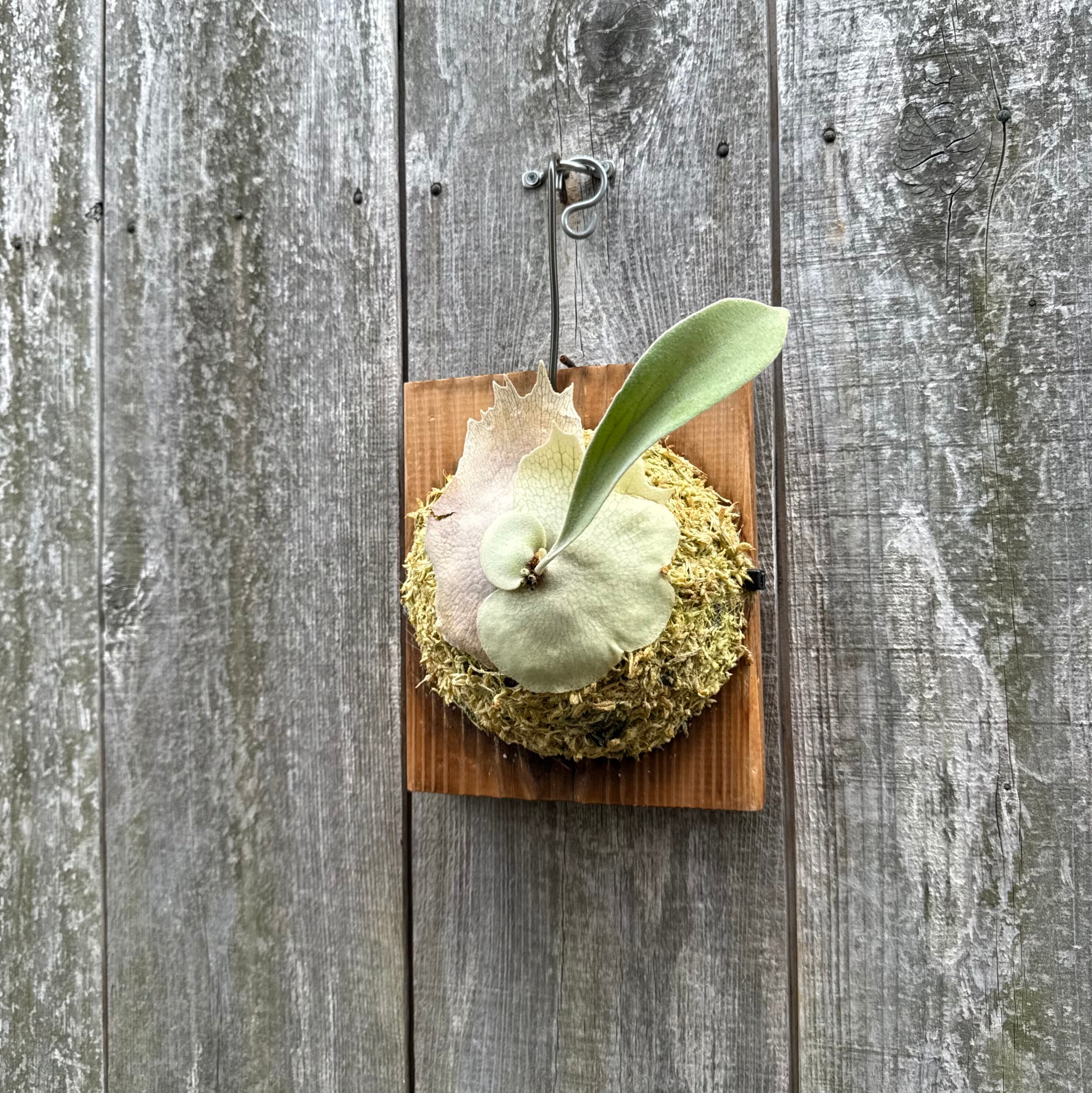 P. veitchii wild spore | naturefix