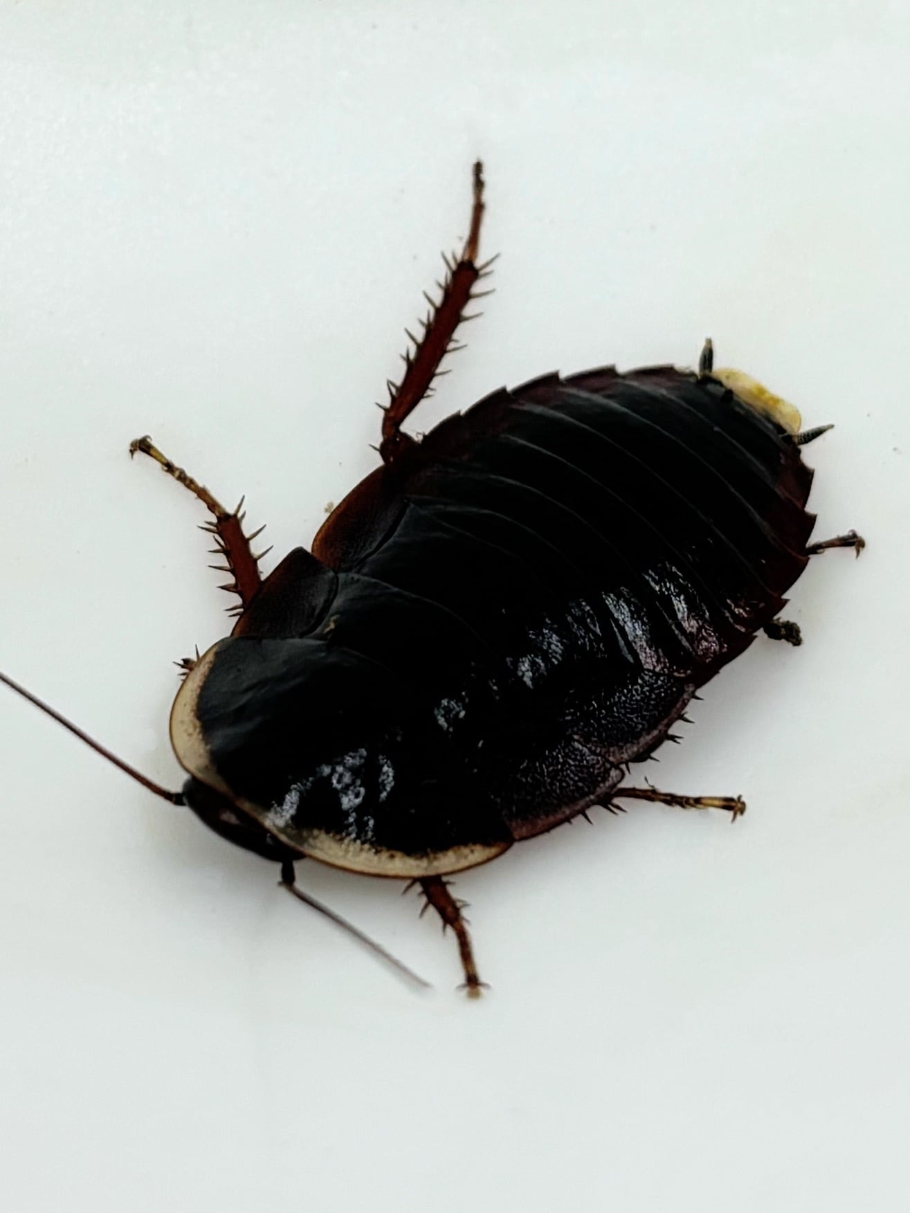 マダガスカルオオゴキブリ ポルテントーサ 5匹 | まるころ商店〜まるく