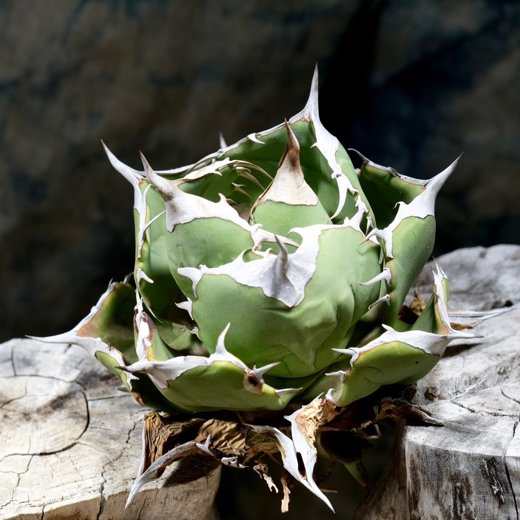 Agave titanota Wabi チェリーボム 13cm(子株付） | wabi