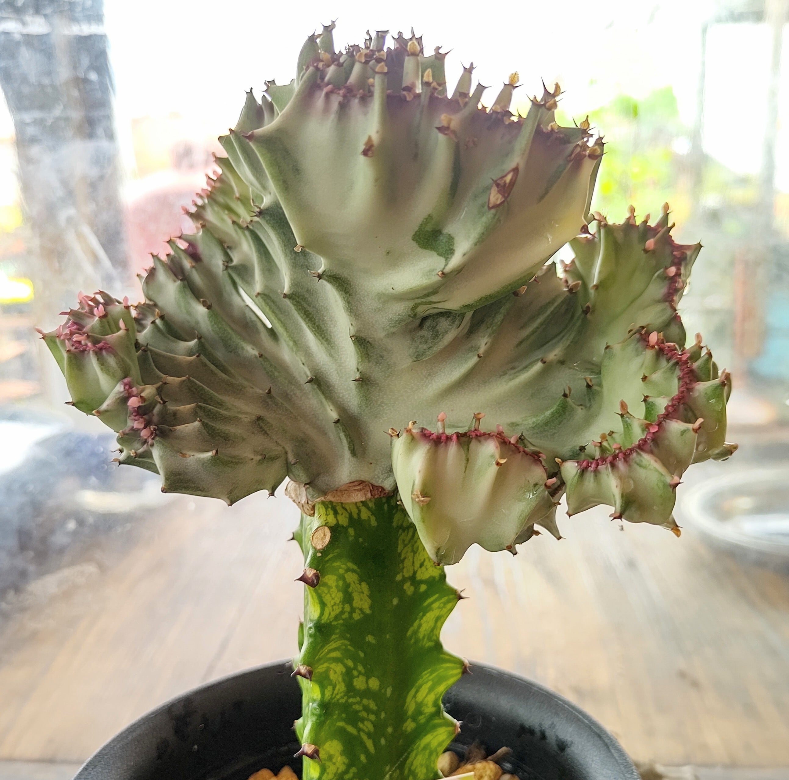 T)ビザールプランツ | RuPo 多肉植物専門店