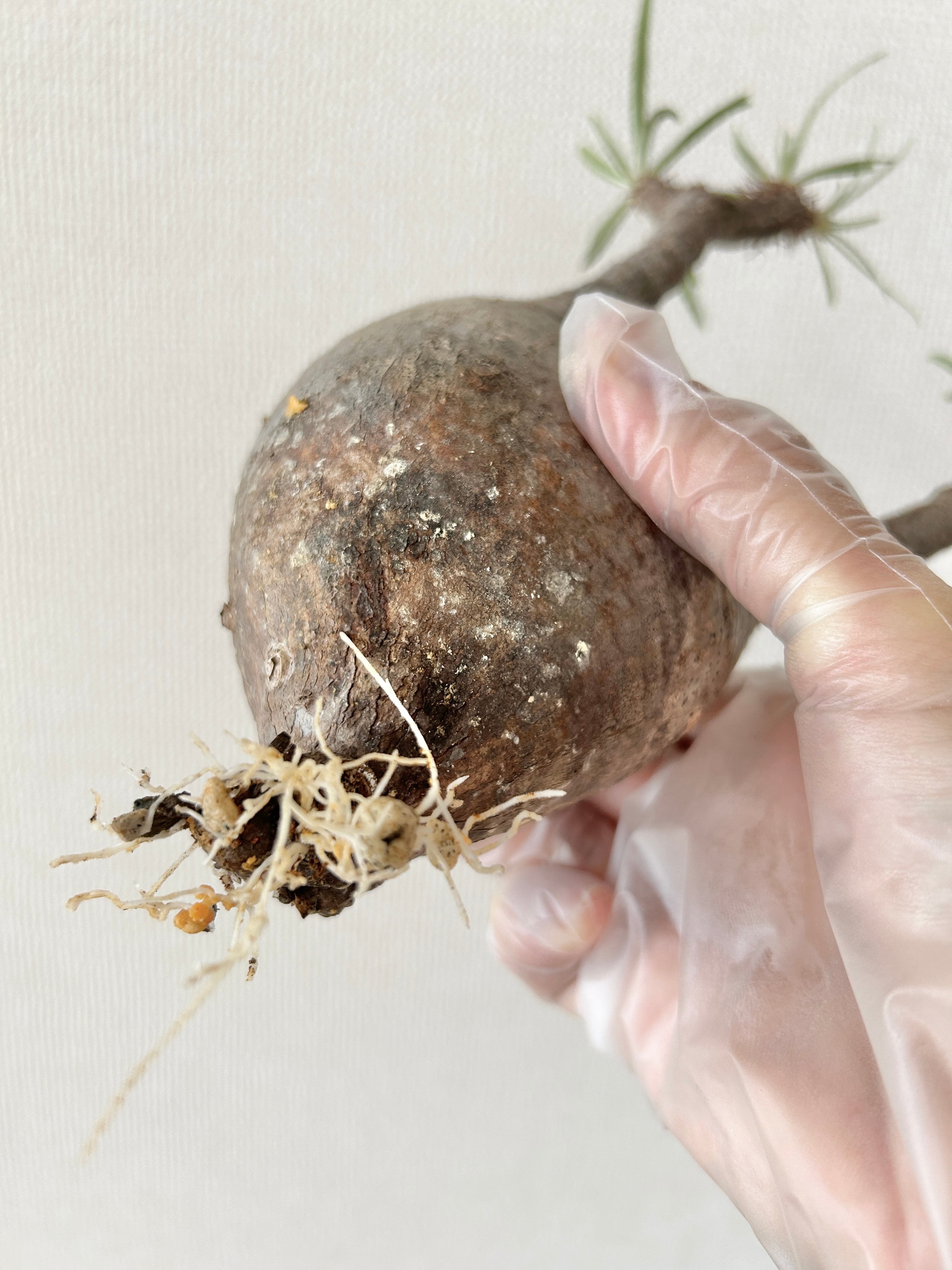 グラキリス 胴回り28cmの丸みある幹姿 造形美あふれる発根済み株【モルタル鉢】