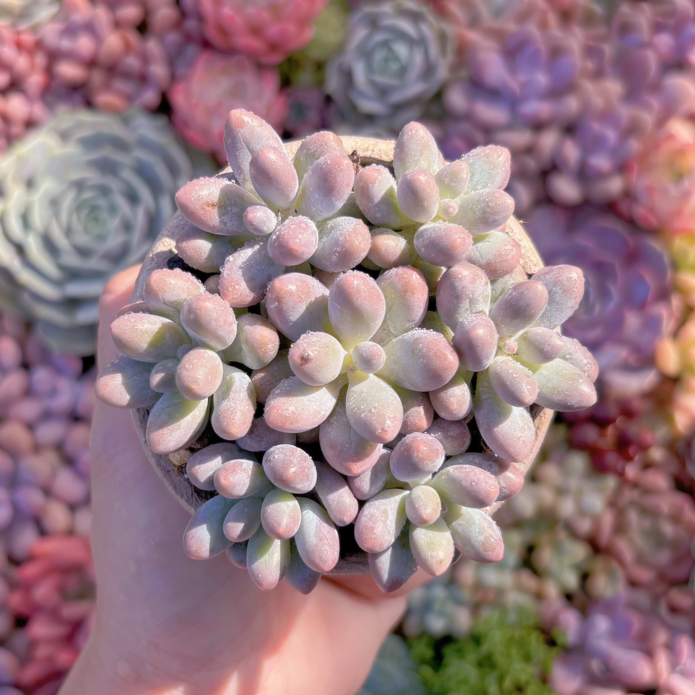 多肉植物 湯園(7苗) 新入荷 るる農園 | るる農園~多肉植物専門