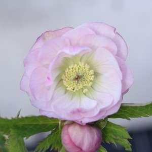 WS26-014 クリスマスローズ 桃色ダブル