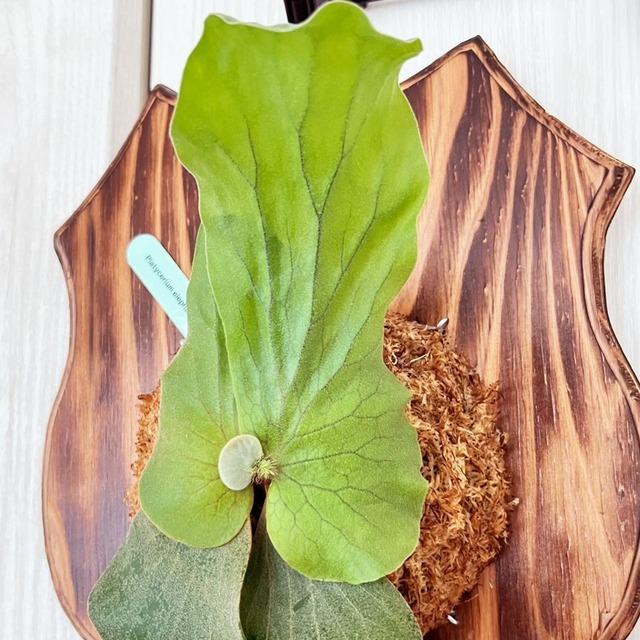 ビカクシダ エレファントティス 子株 板付 【観葉植物 壁掛け コウモリラン】