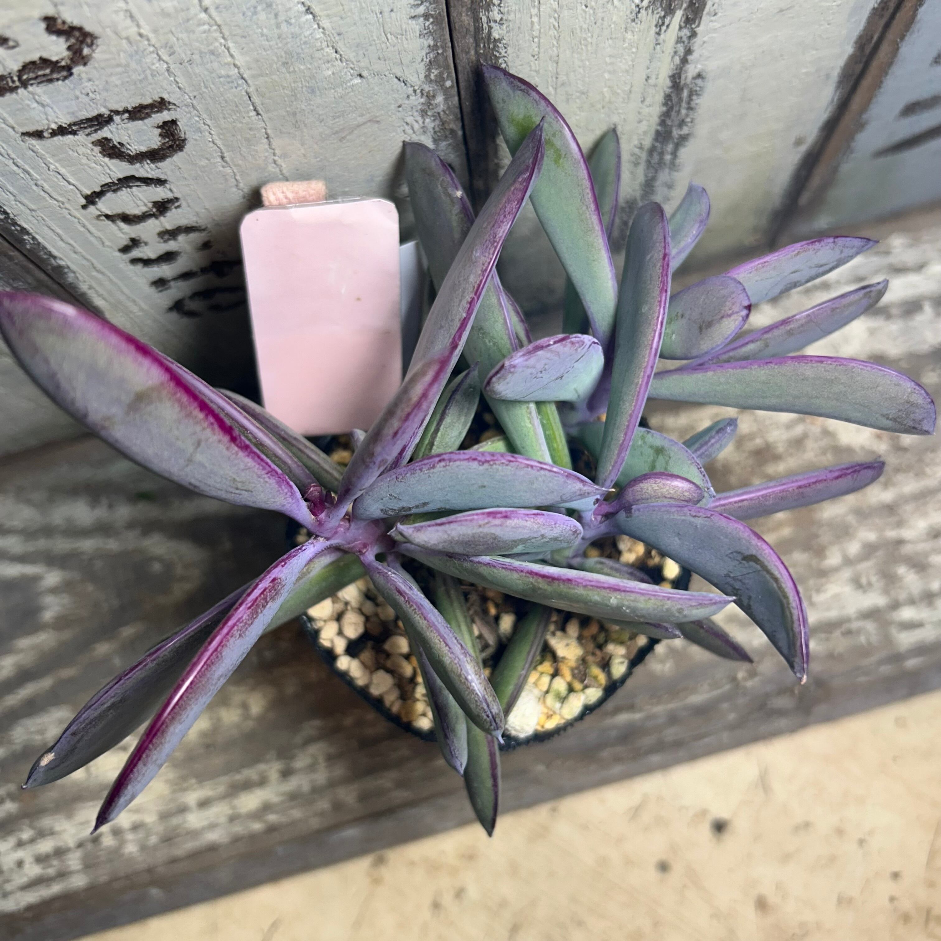 クラシハマタ | RuPo 多肉植物専門店