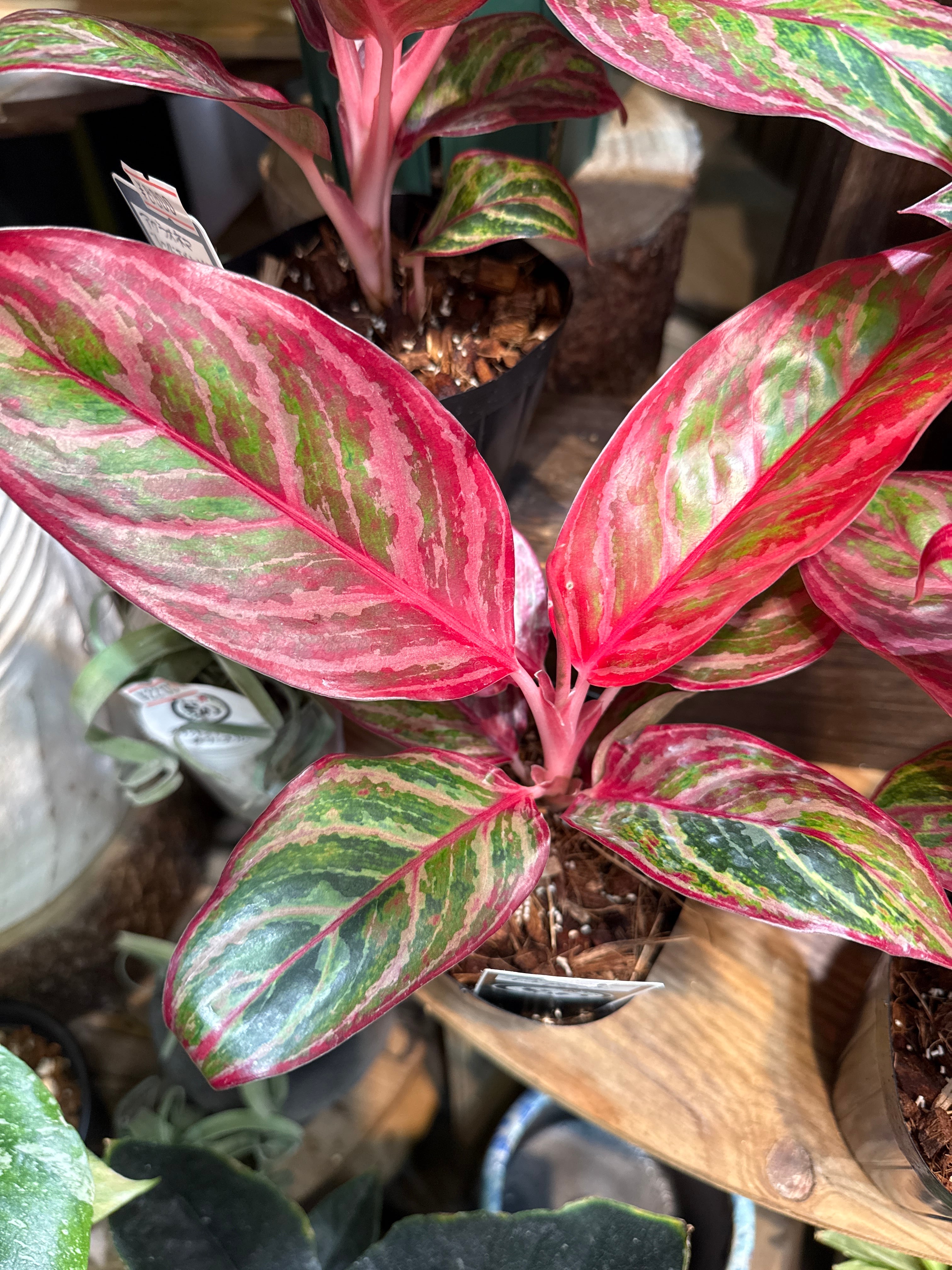 超希少❗️アグラオネマ　レッドエメラルドドラゴン✨ アグラオネマ：レッドエメラルドドラゴン 3.5号ポット の通販