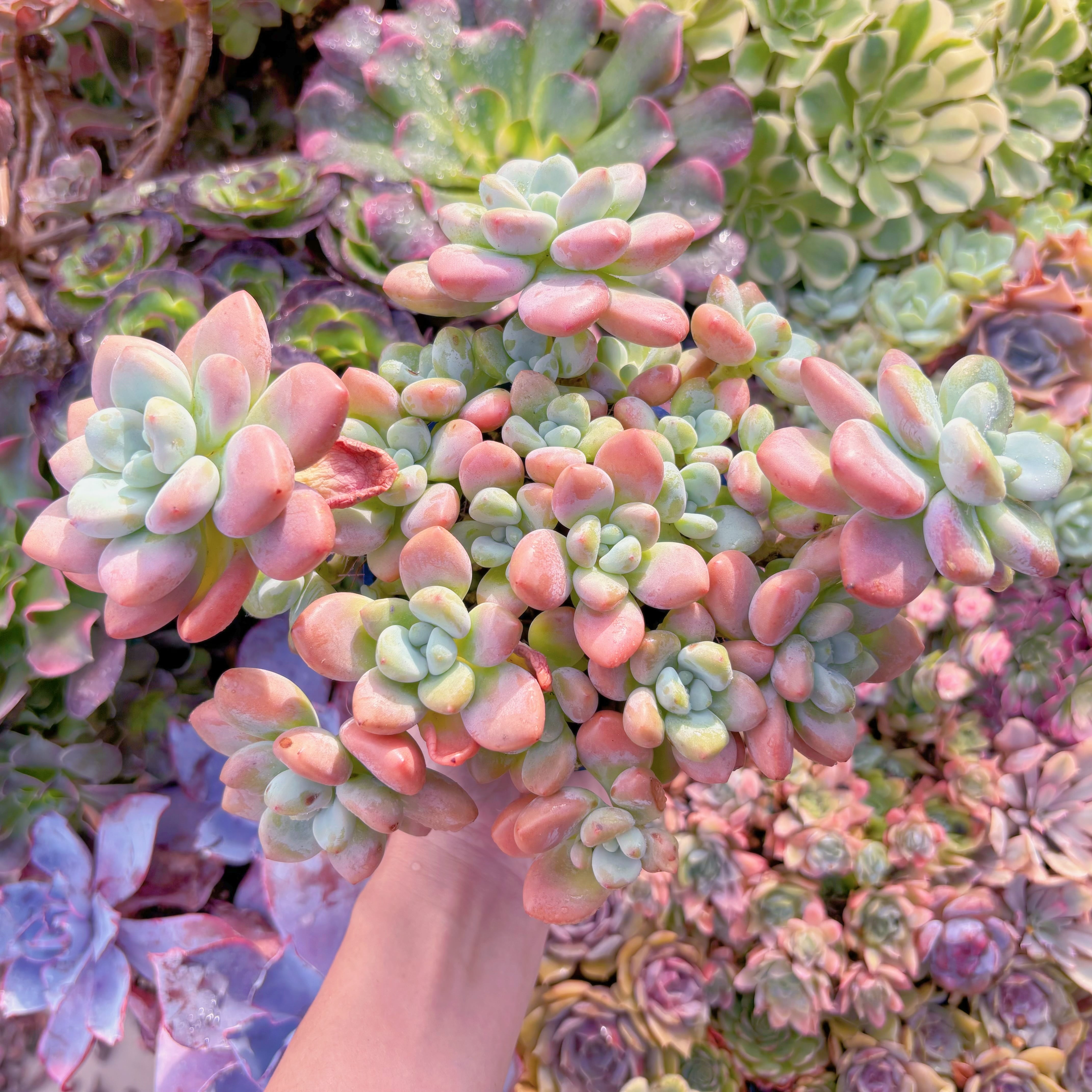 現品　マカロン#740　特大群生　新入荷　るる農園