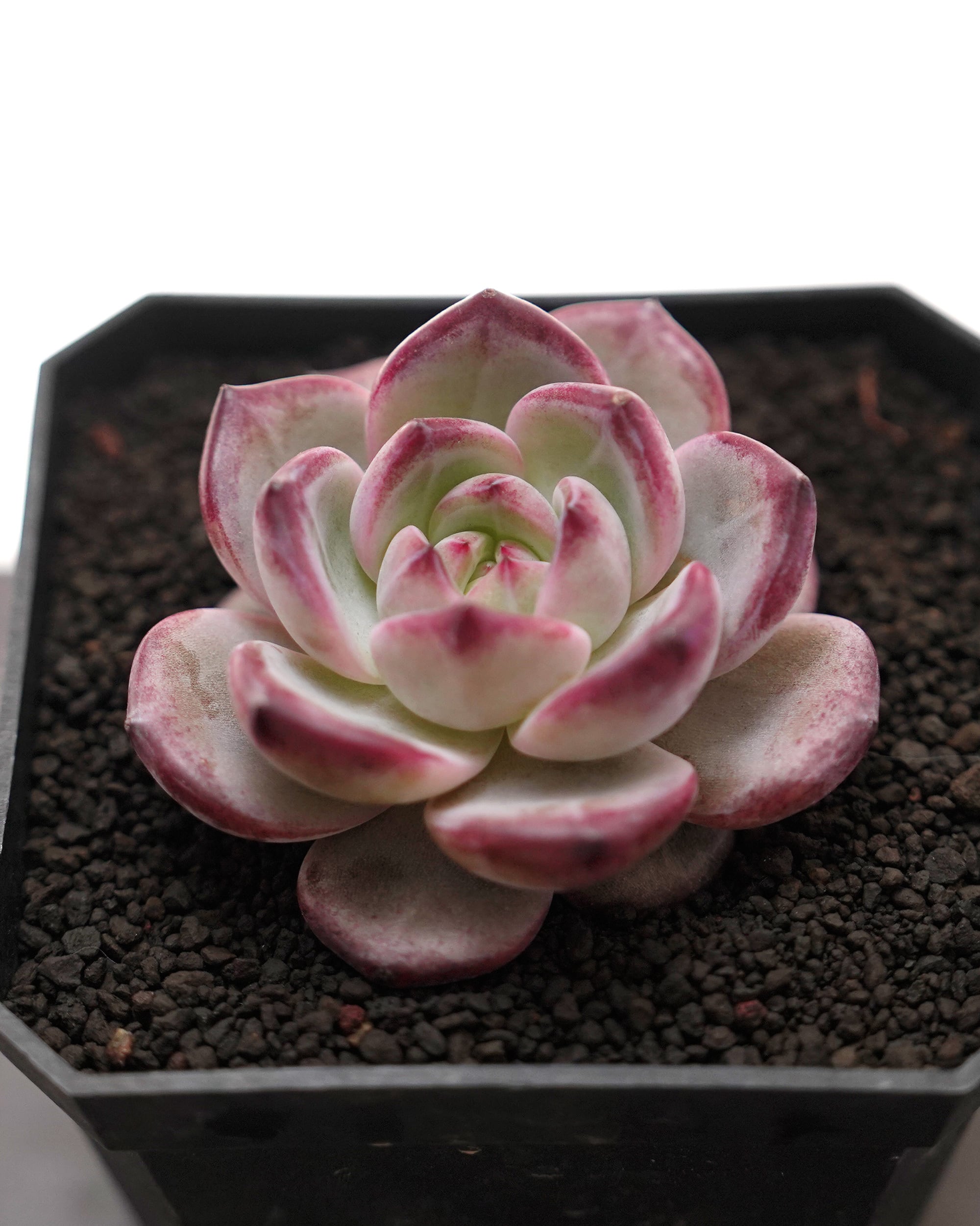 NEW RELEASE | PUKUBOOK SUCCULENTS