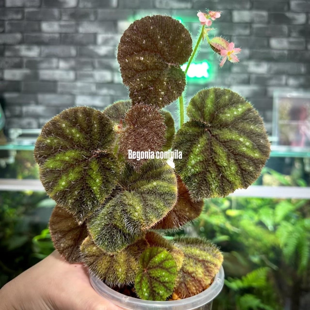 ベゴニア 出雲の煌星 斑入り -Begonia Izumo no Kiraboshi variegated